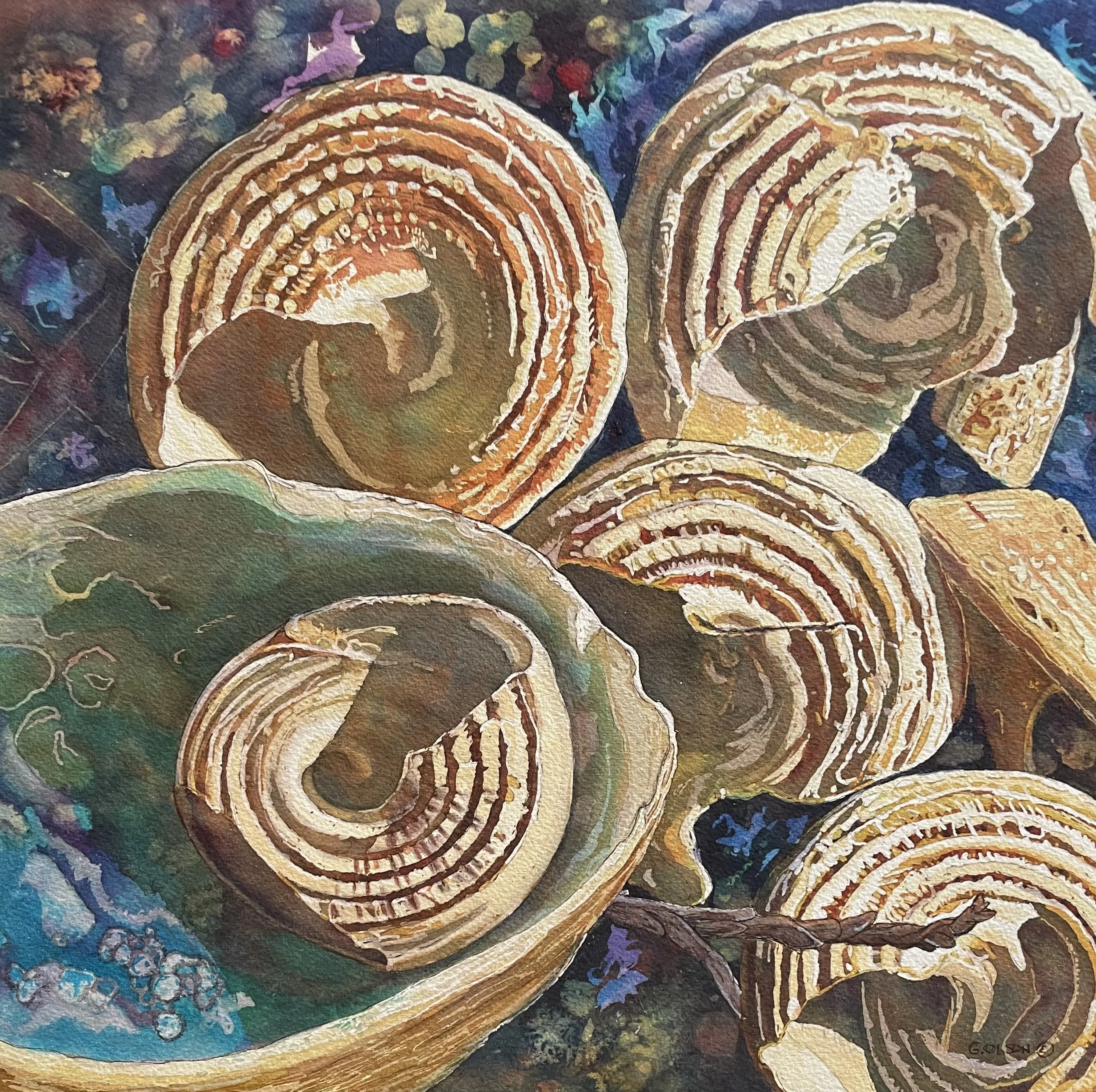 Red Turban Shells and Abalone 