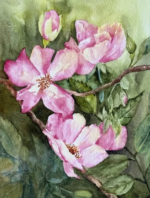 Country Morning Roses  