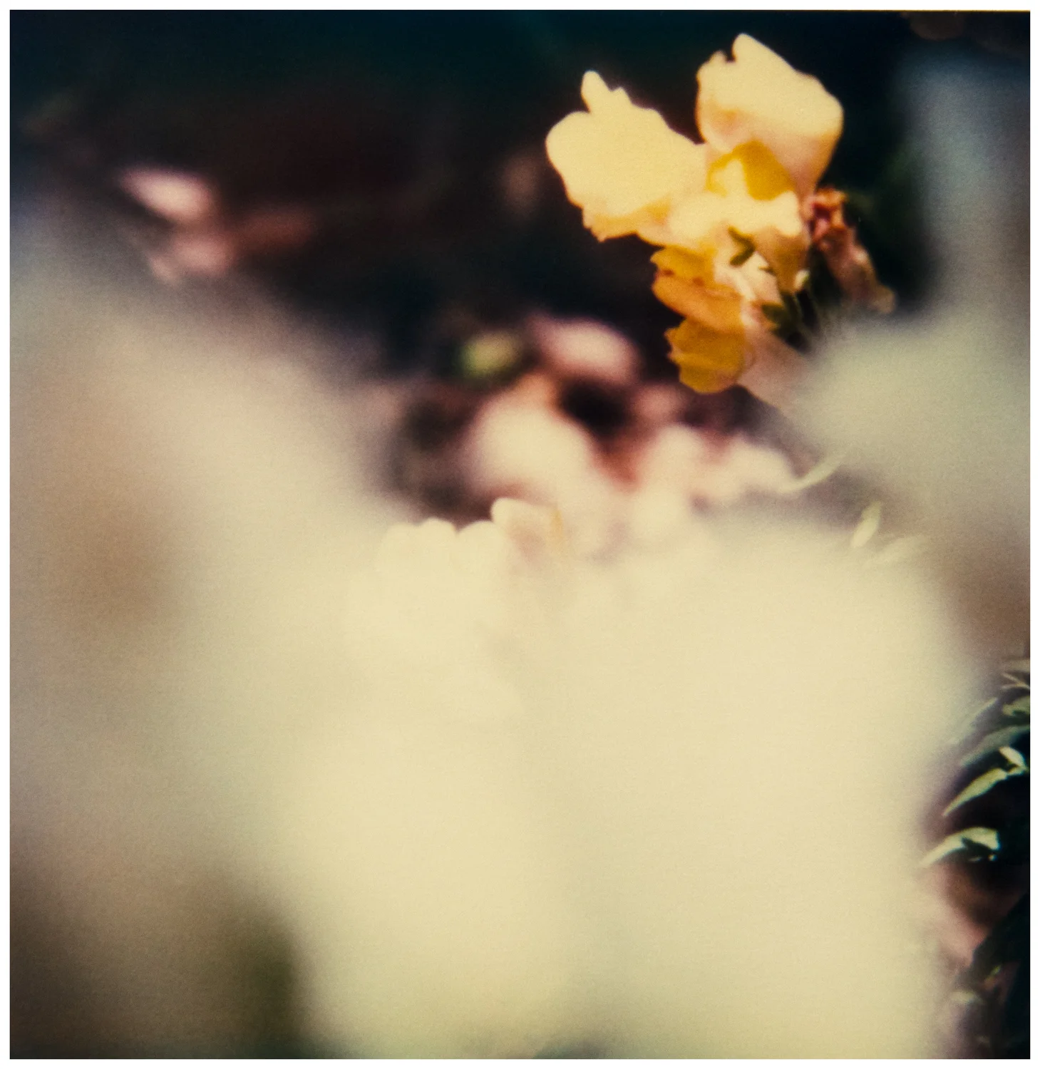   © Christopher B. Herron  