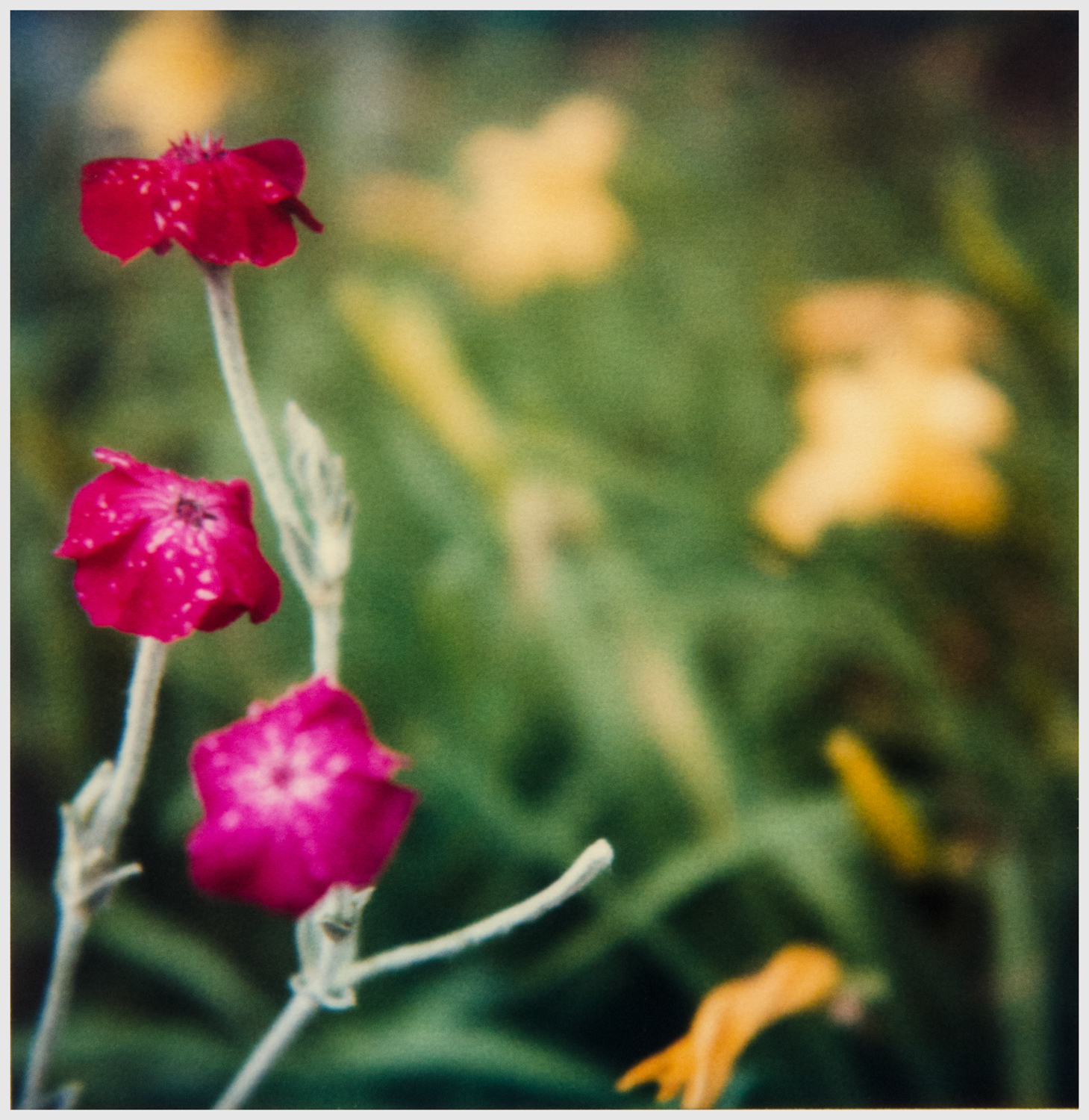   © Christopher B. Herron  