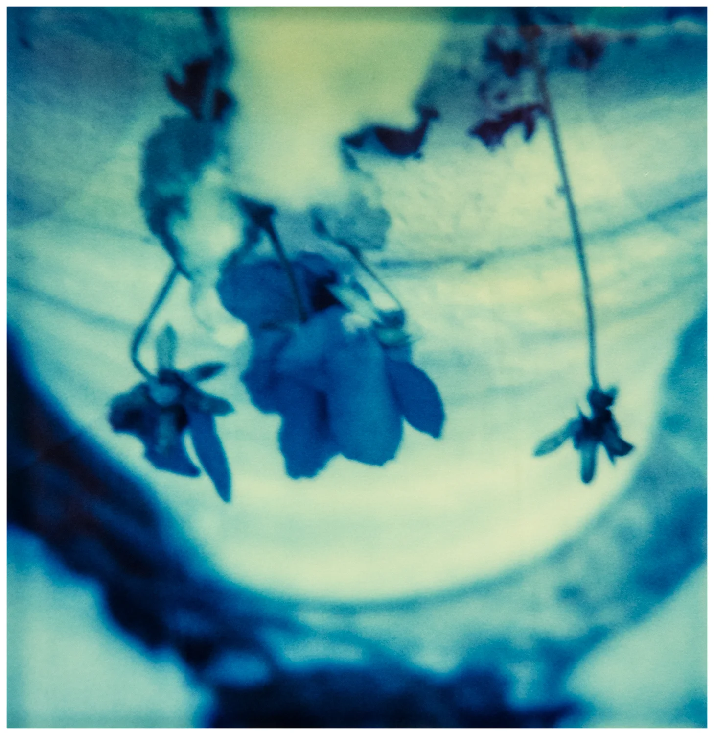   © Christopher B. Herron  