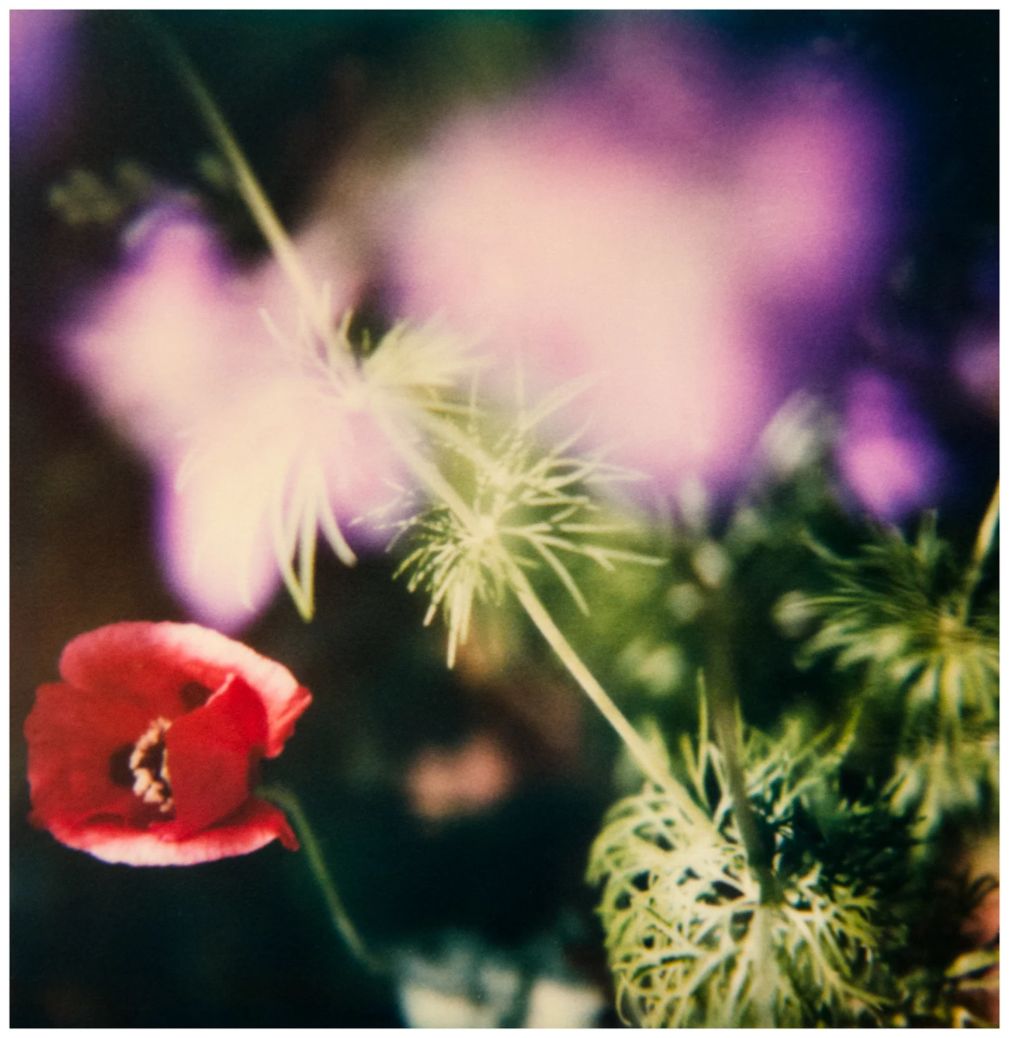 Poppy Bloom