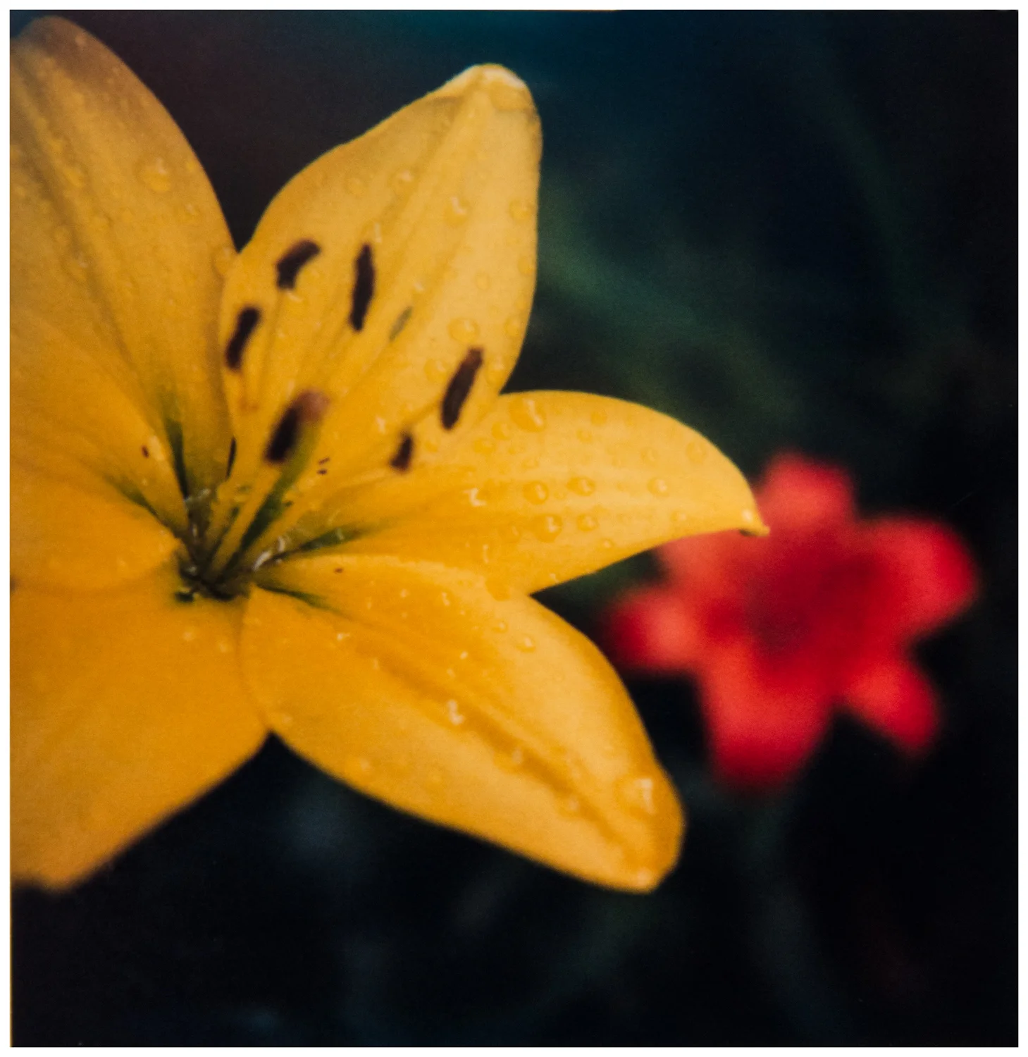   © Christopher B. Herron  