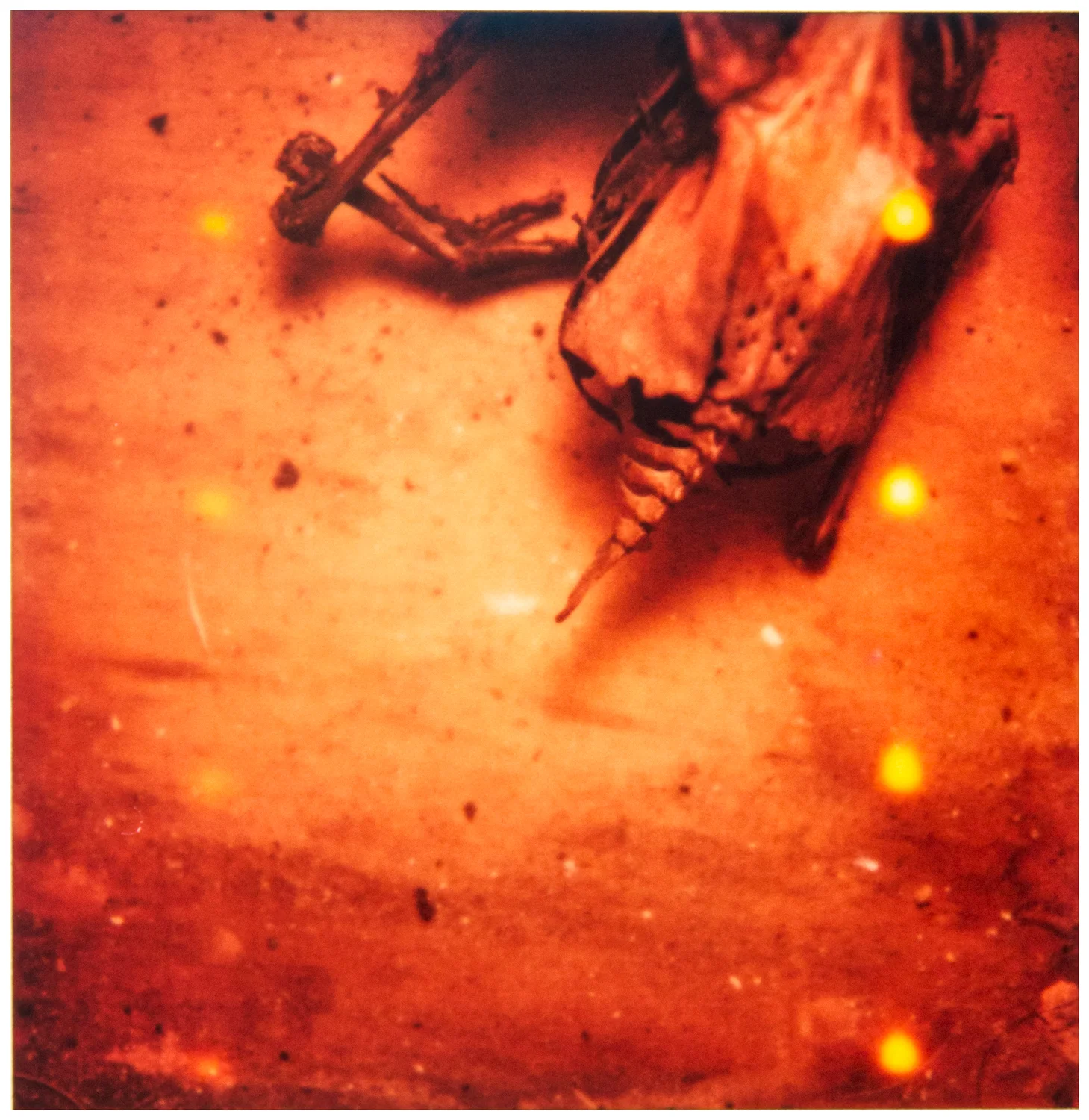 Duck pulled out of Brian's Chimney