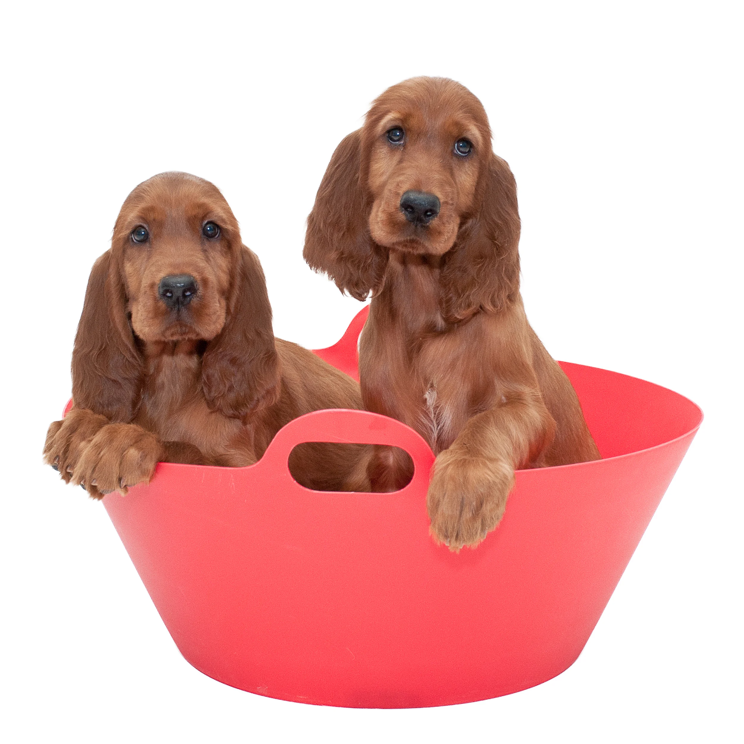 Irish Setter Puppies