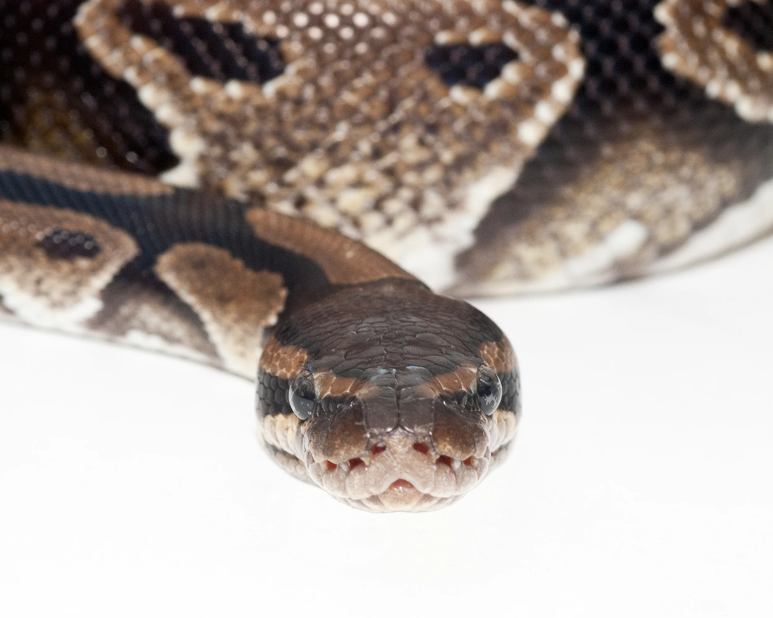 Python  • Photographed in Studio on a White Backdrop (UGA Breed and Species Project)