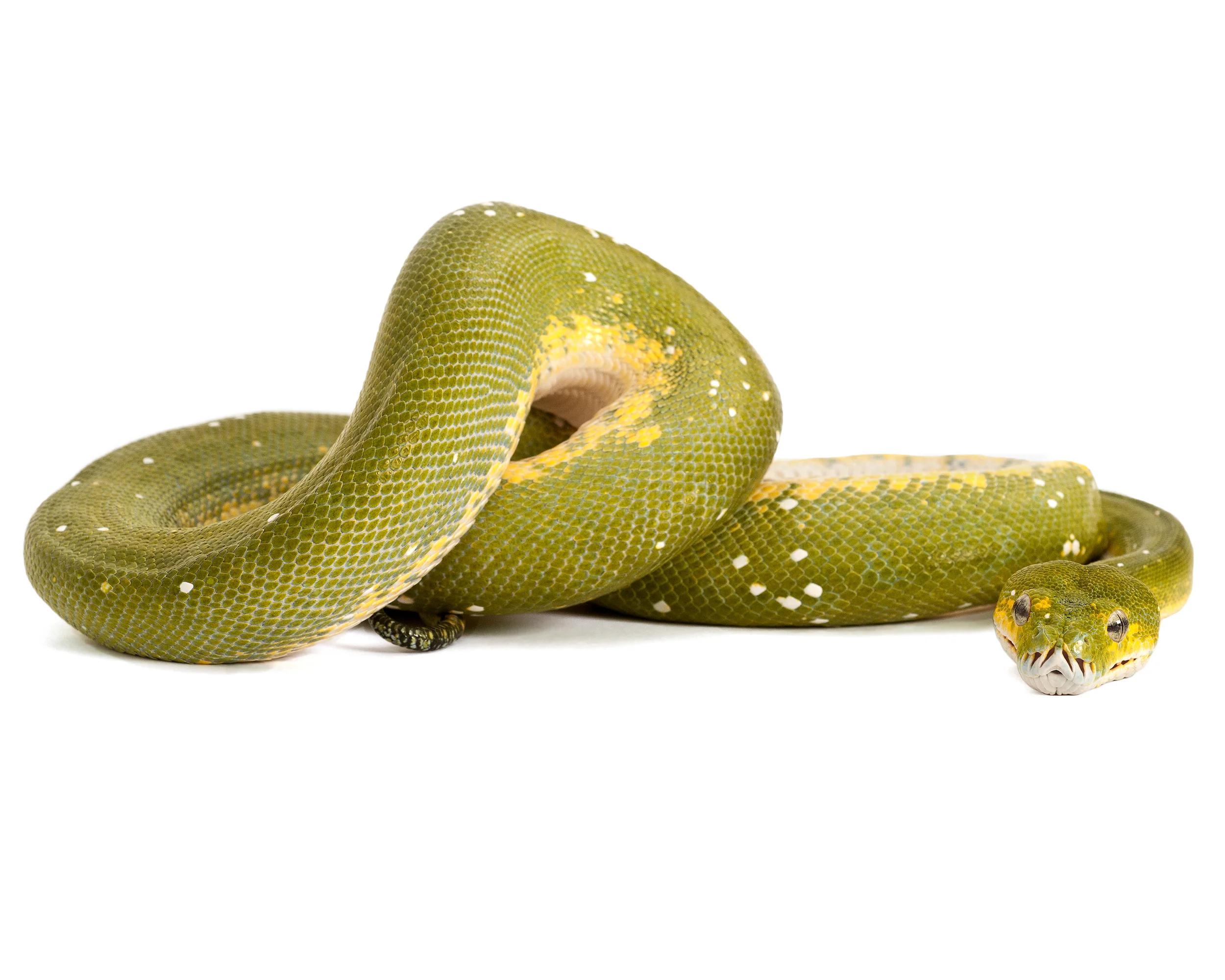 Green Tree Snake