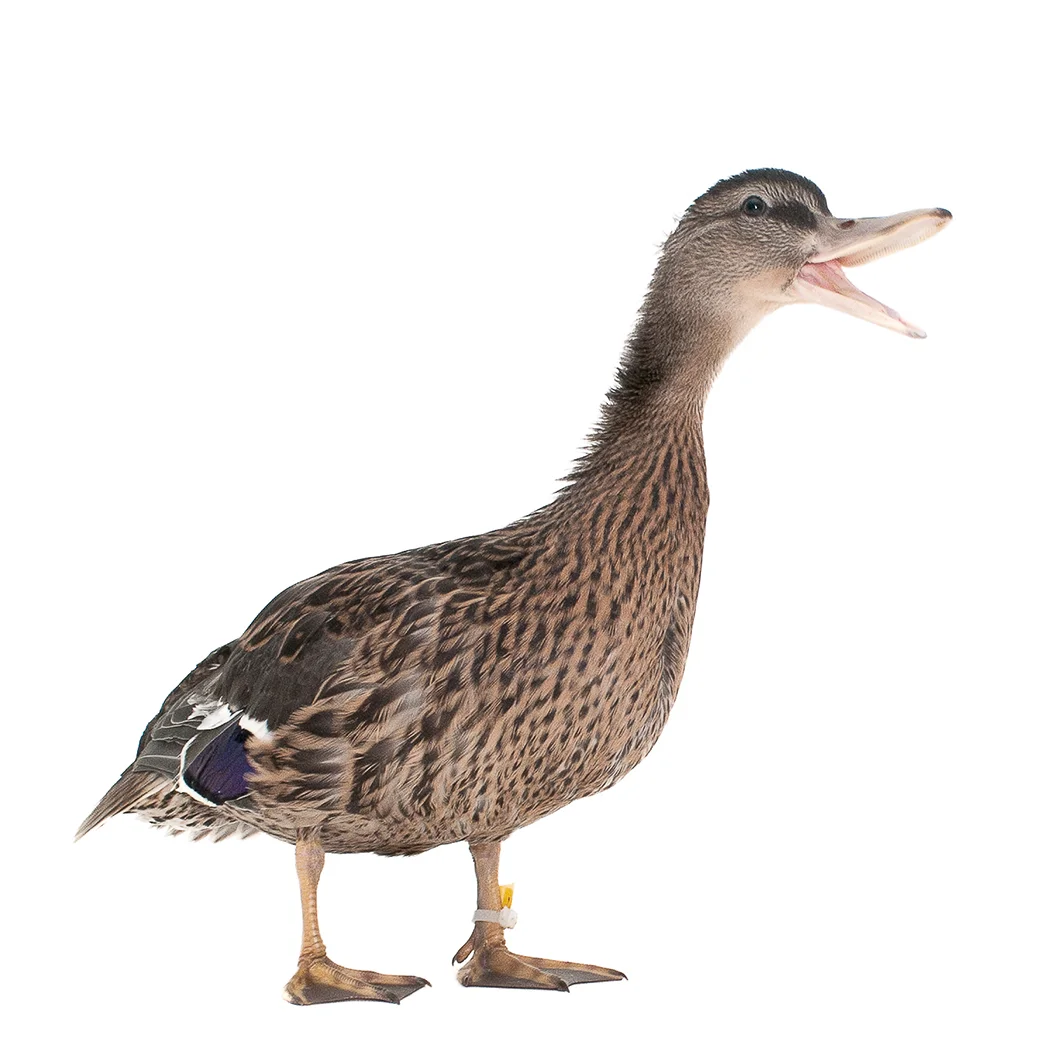 Duck