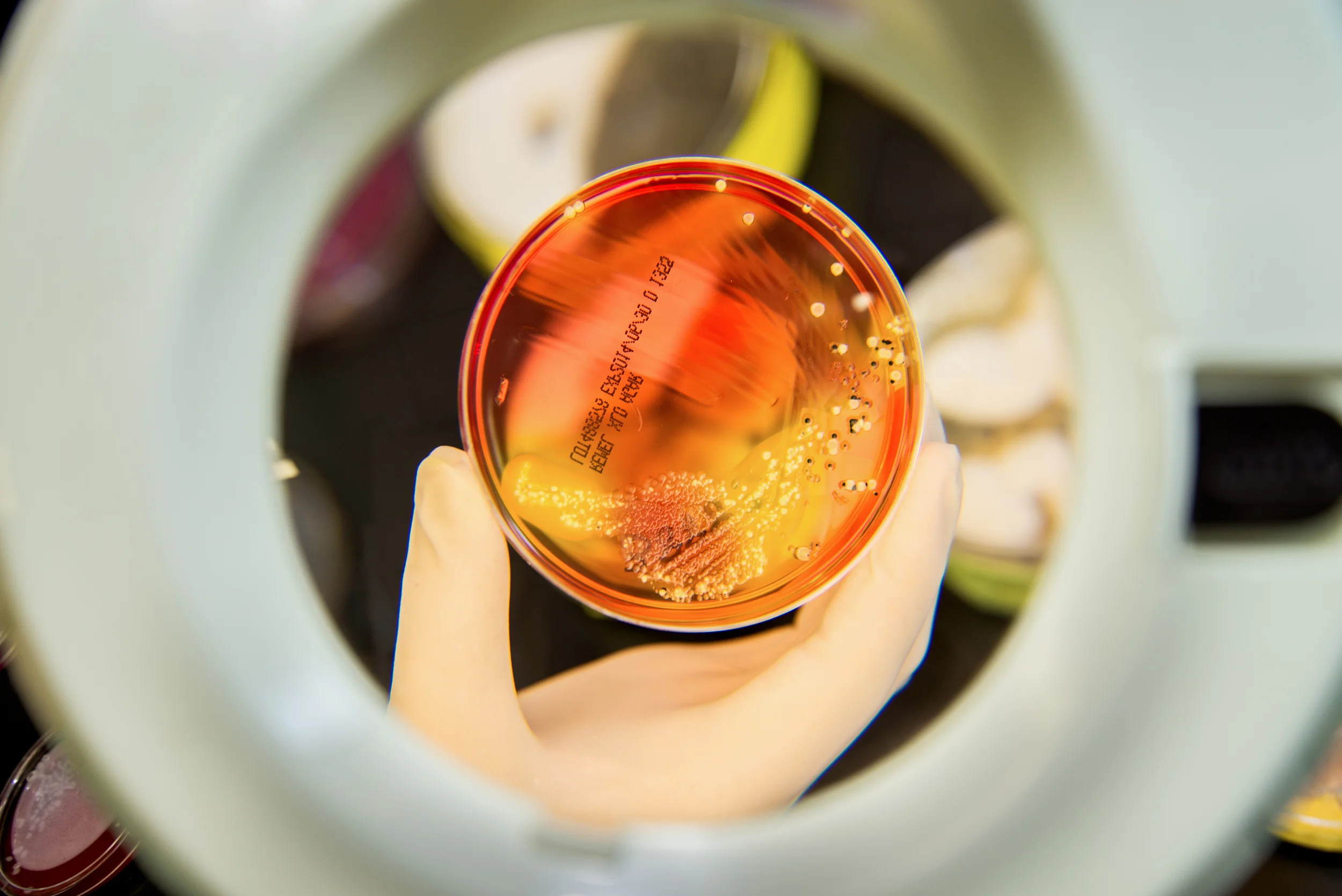 Culture Plate Review at Diagnostic Lab