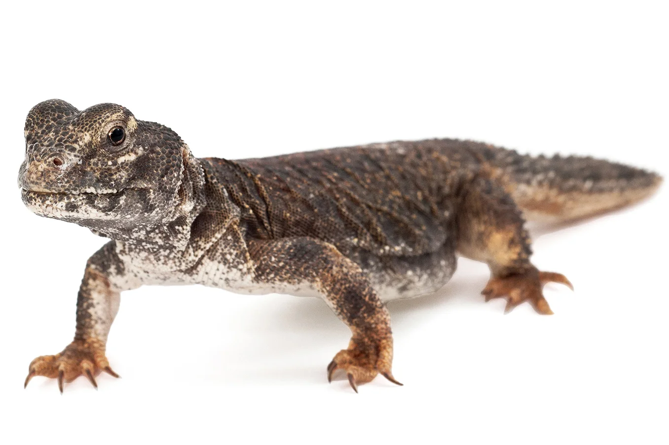 Uromastyx