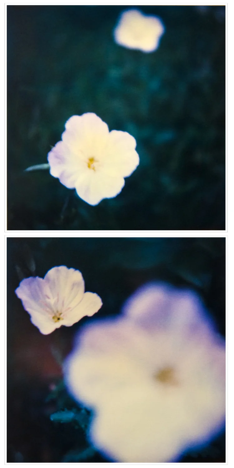   © Christopher B. Herron  