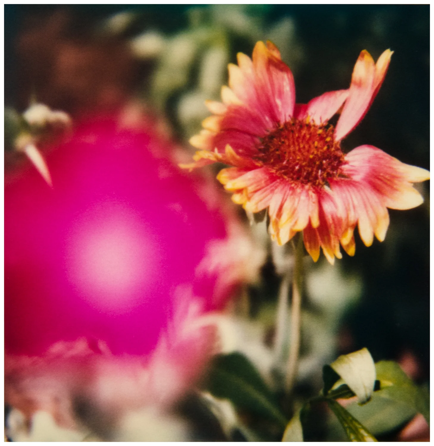   © Christopher B. Herron  