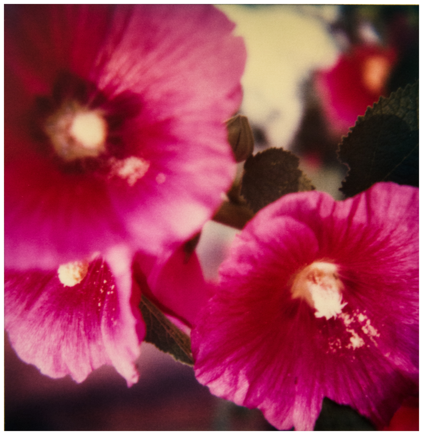   © Christopher B. Herron  