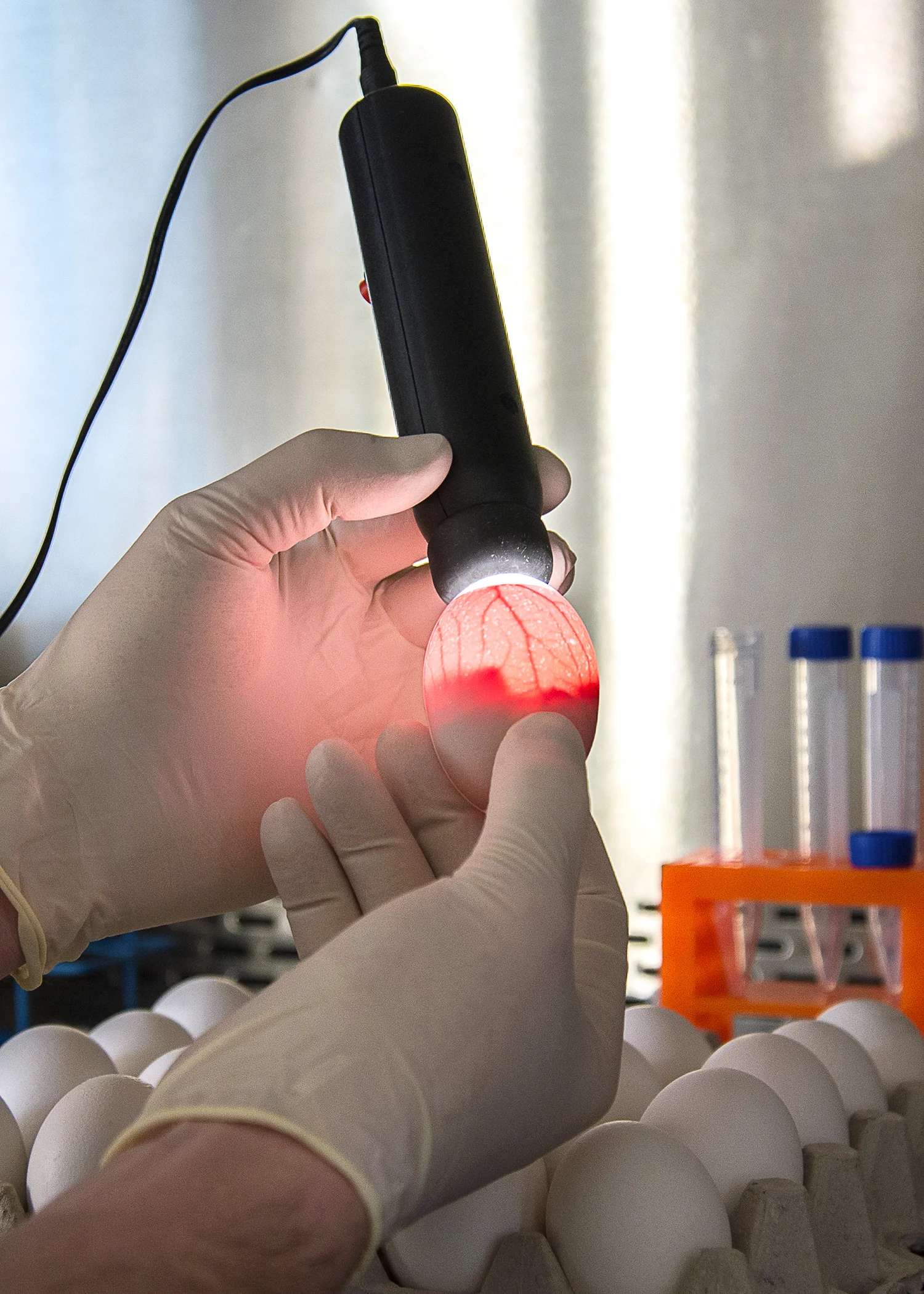 Egg Candle at Poultry Diagnostic Research Center