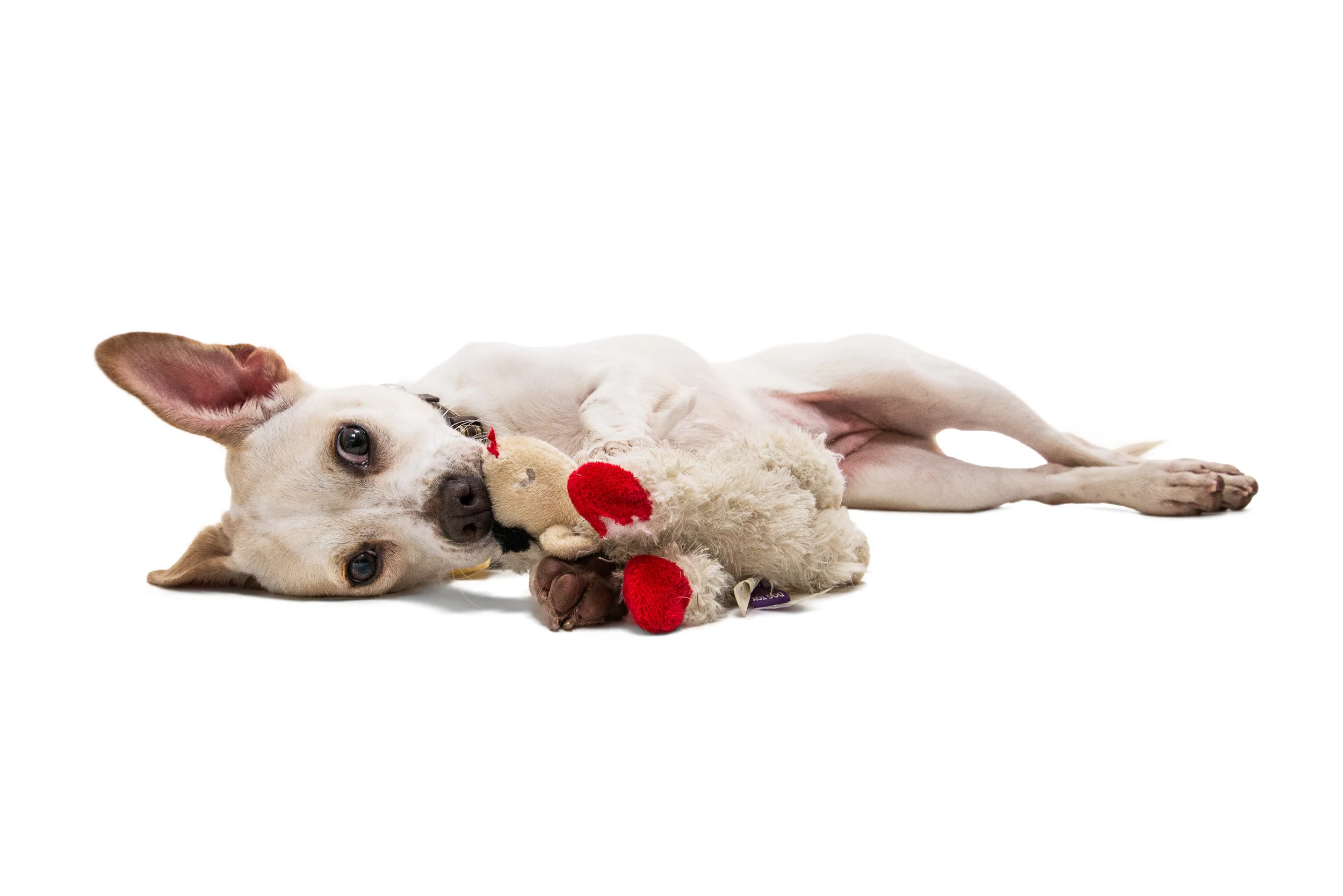 Desi • Mixed Breed