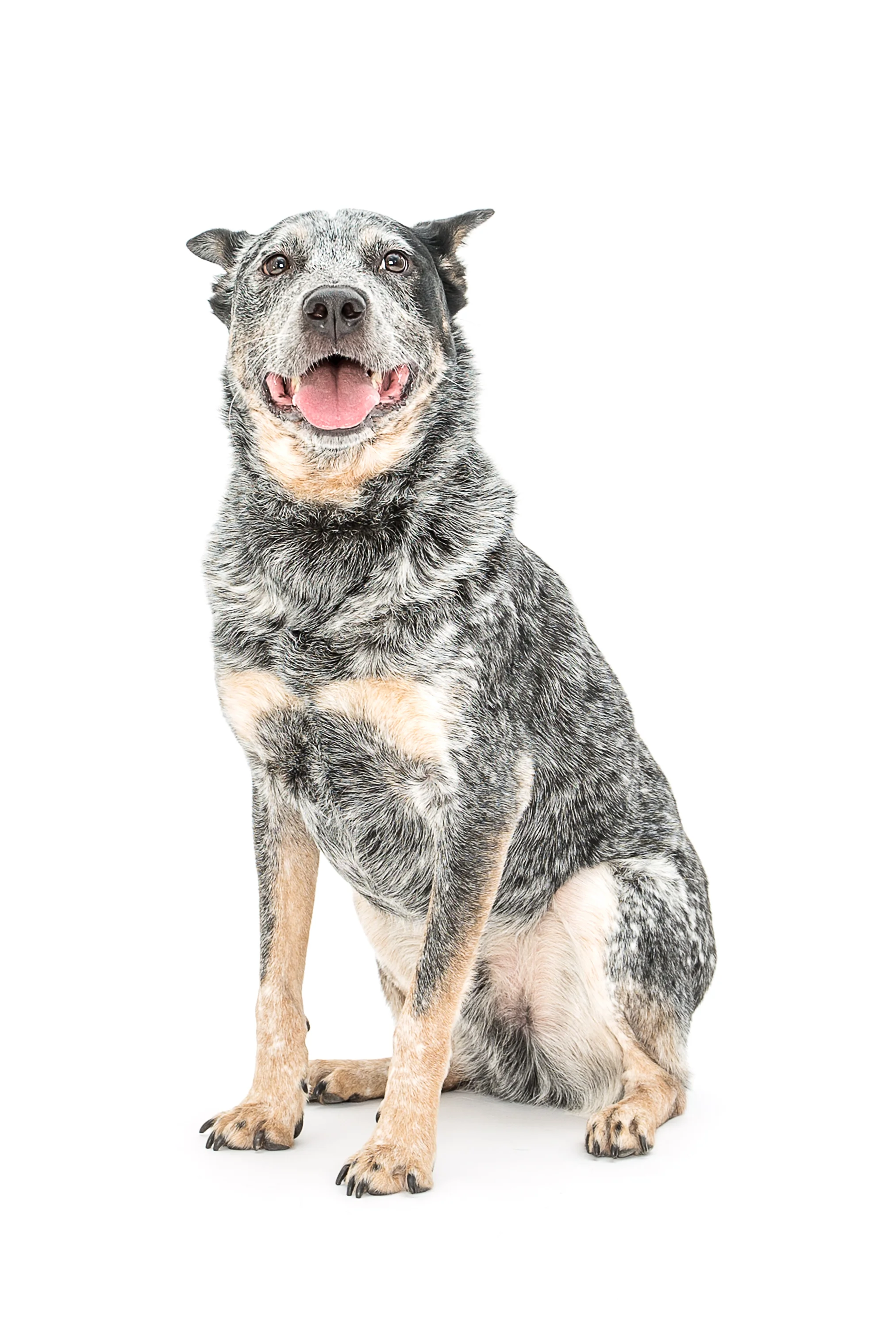 Australian Cattle Dog • Blue Merle