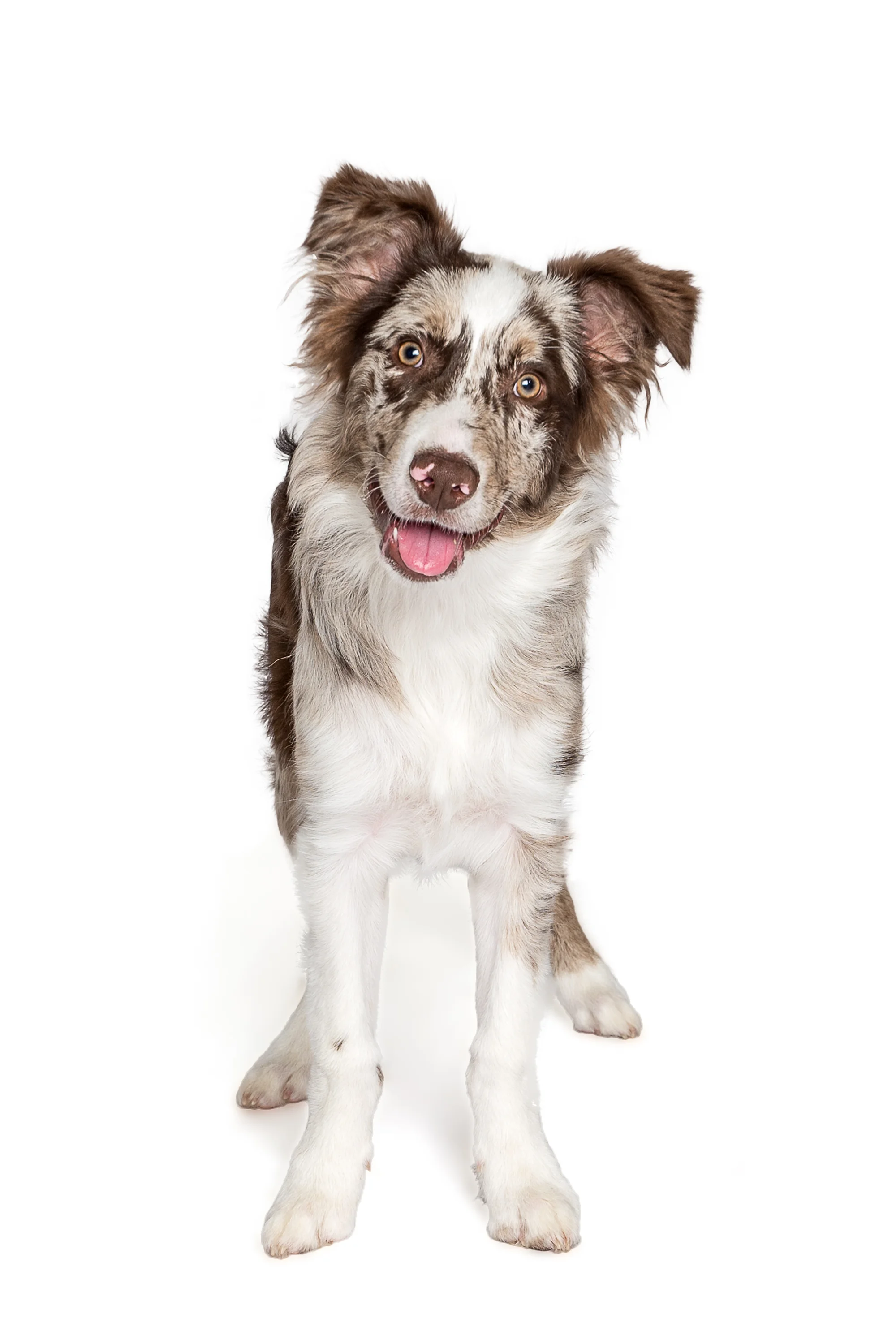Australian Shepherd