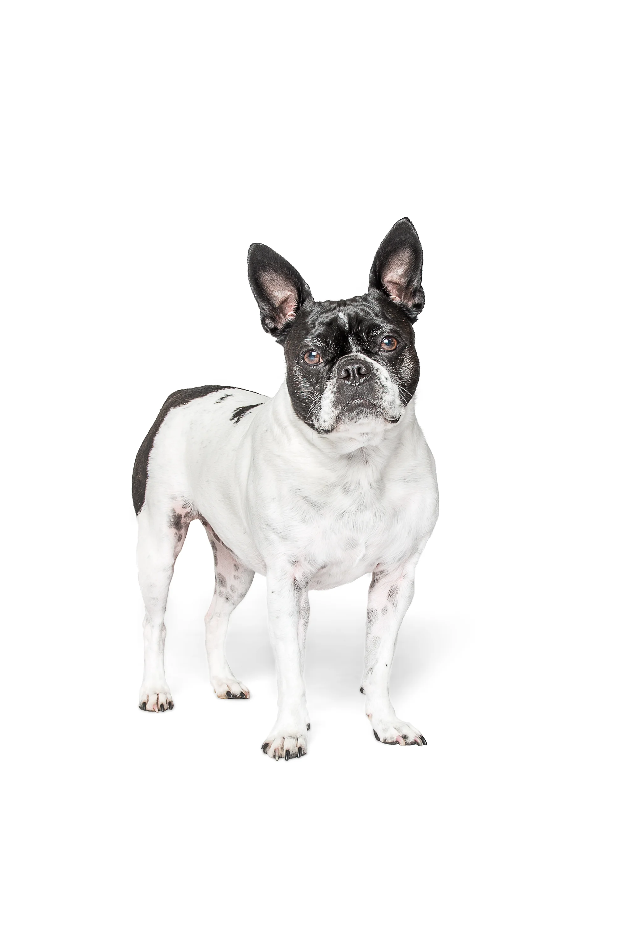 Boston Terrier_024.jpg