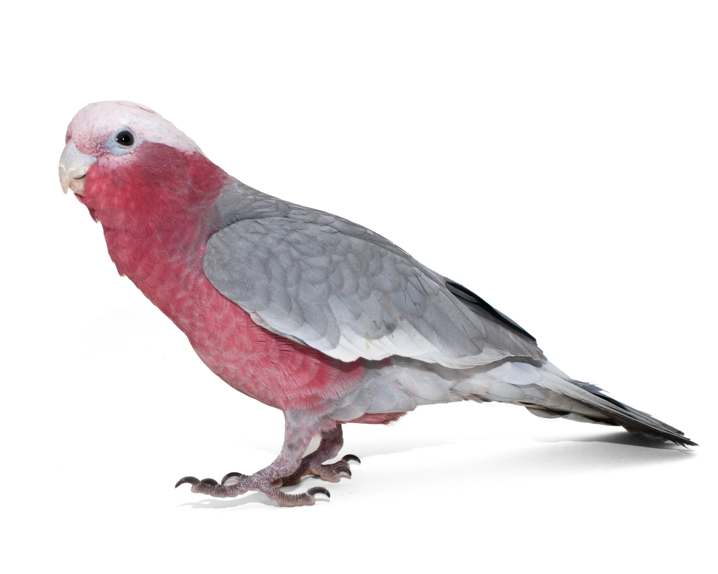 Rose Breasted Cockatoo