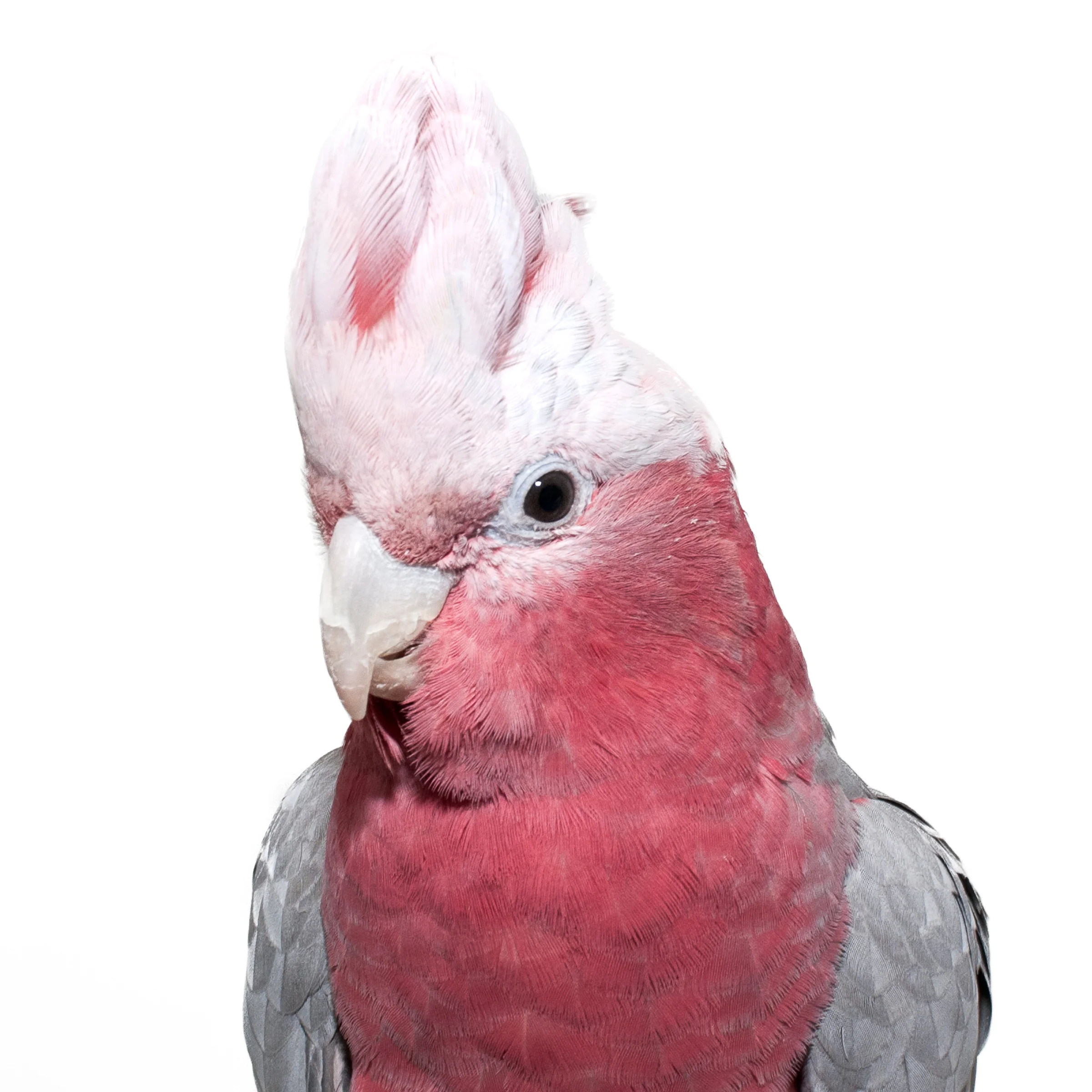Rose Breasted Cockatoo