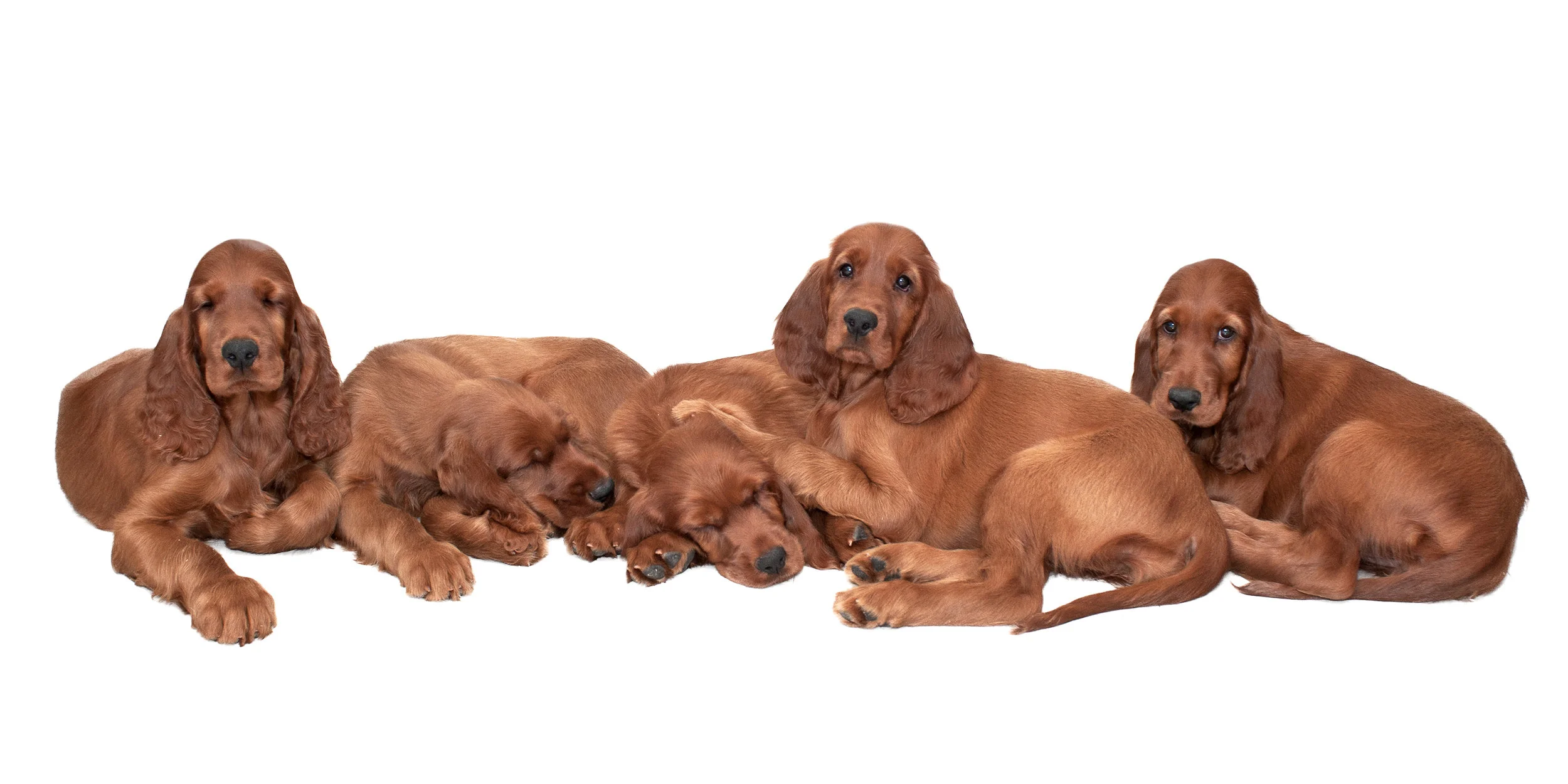 Irish Setter Puppies