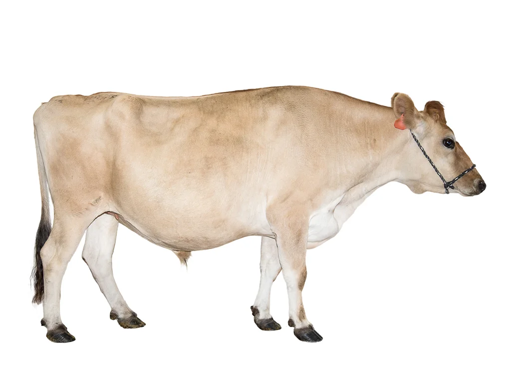 Cow