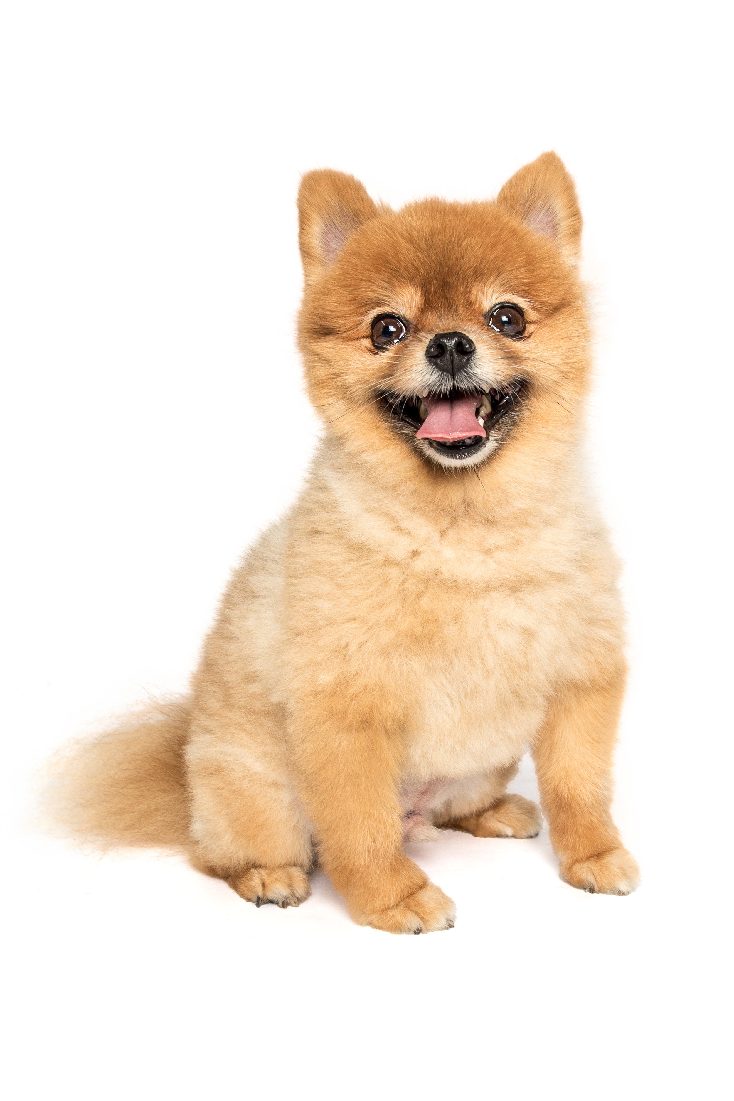 Pomeranian