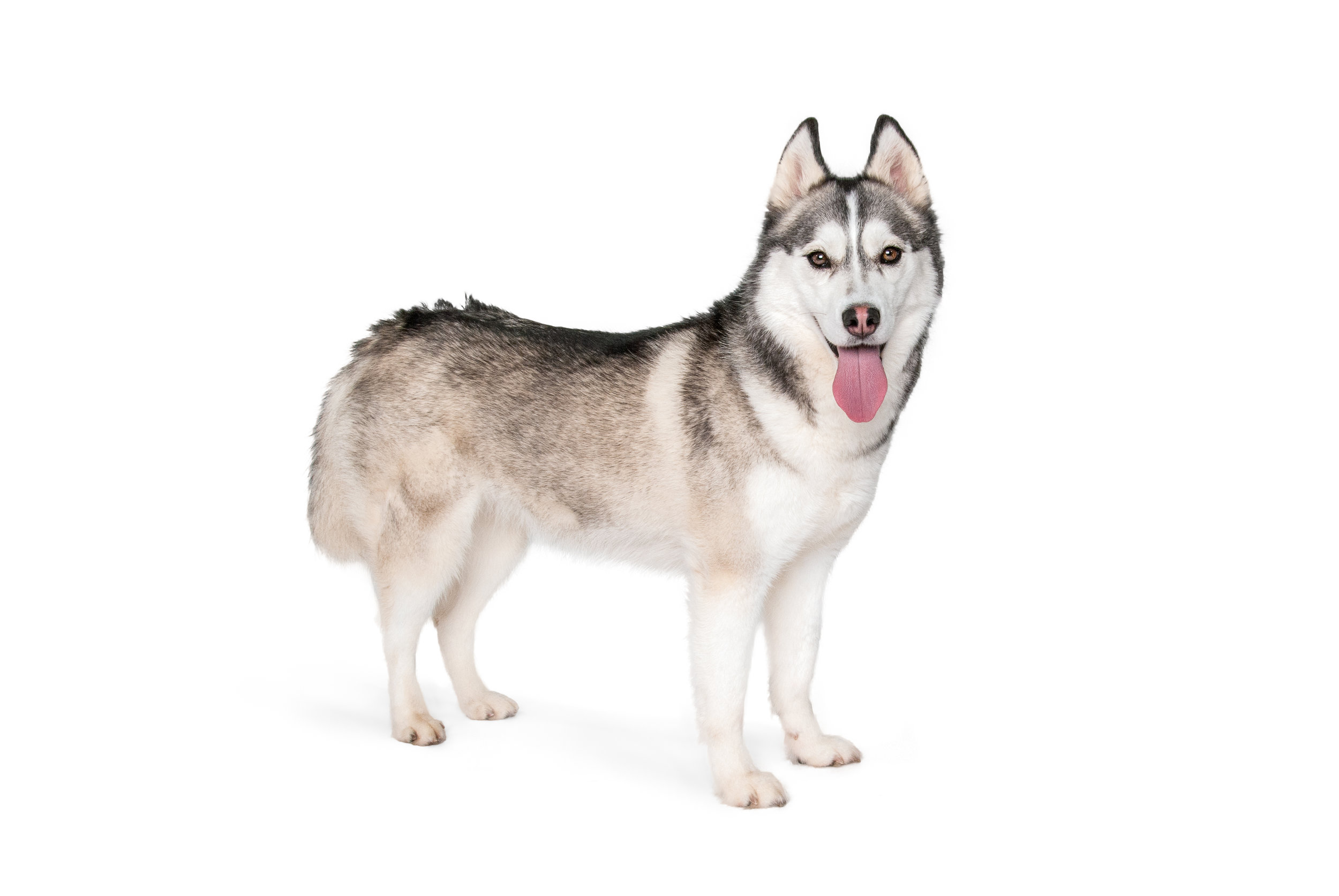 Husky