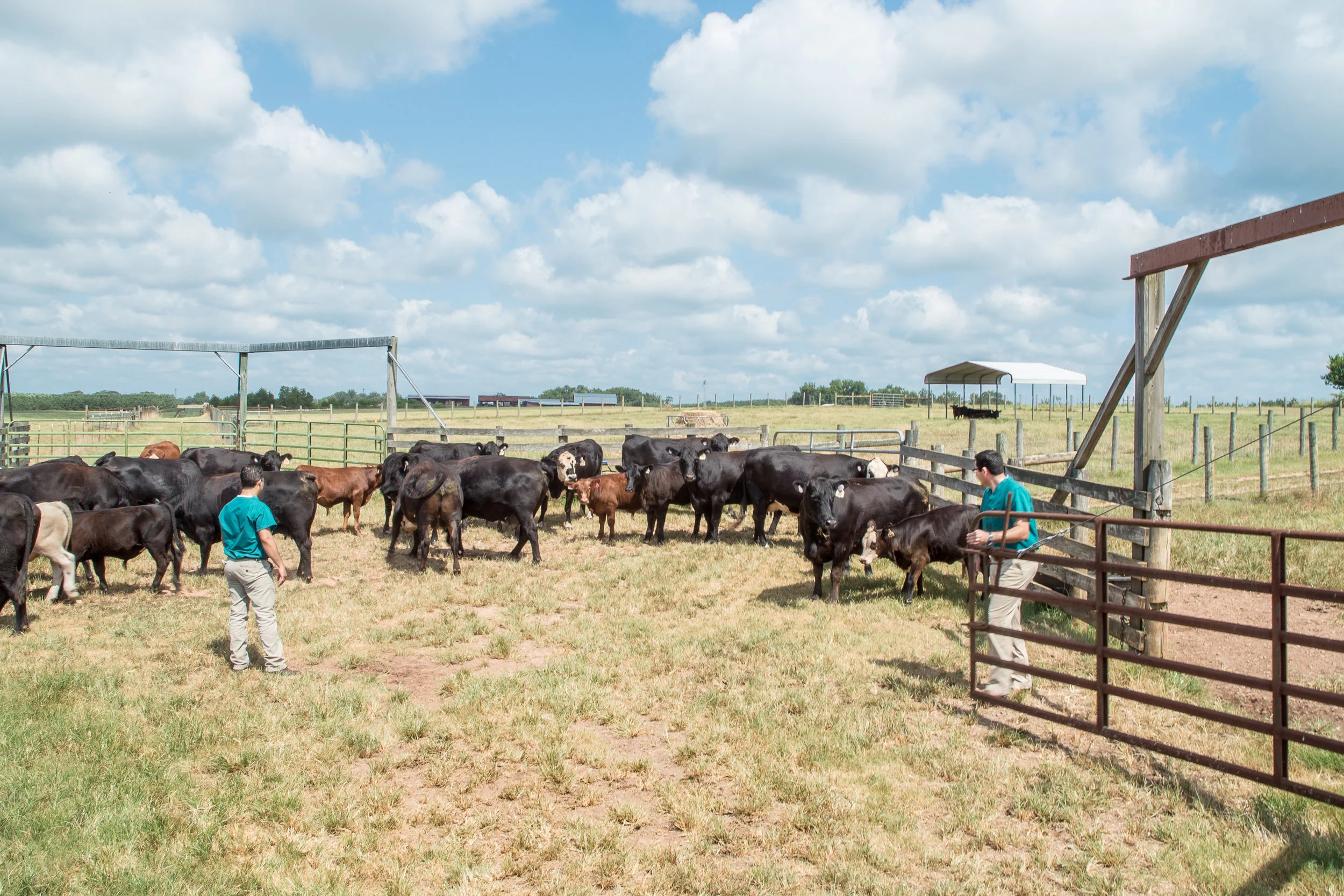 Large Animal Production Medicine