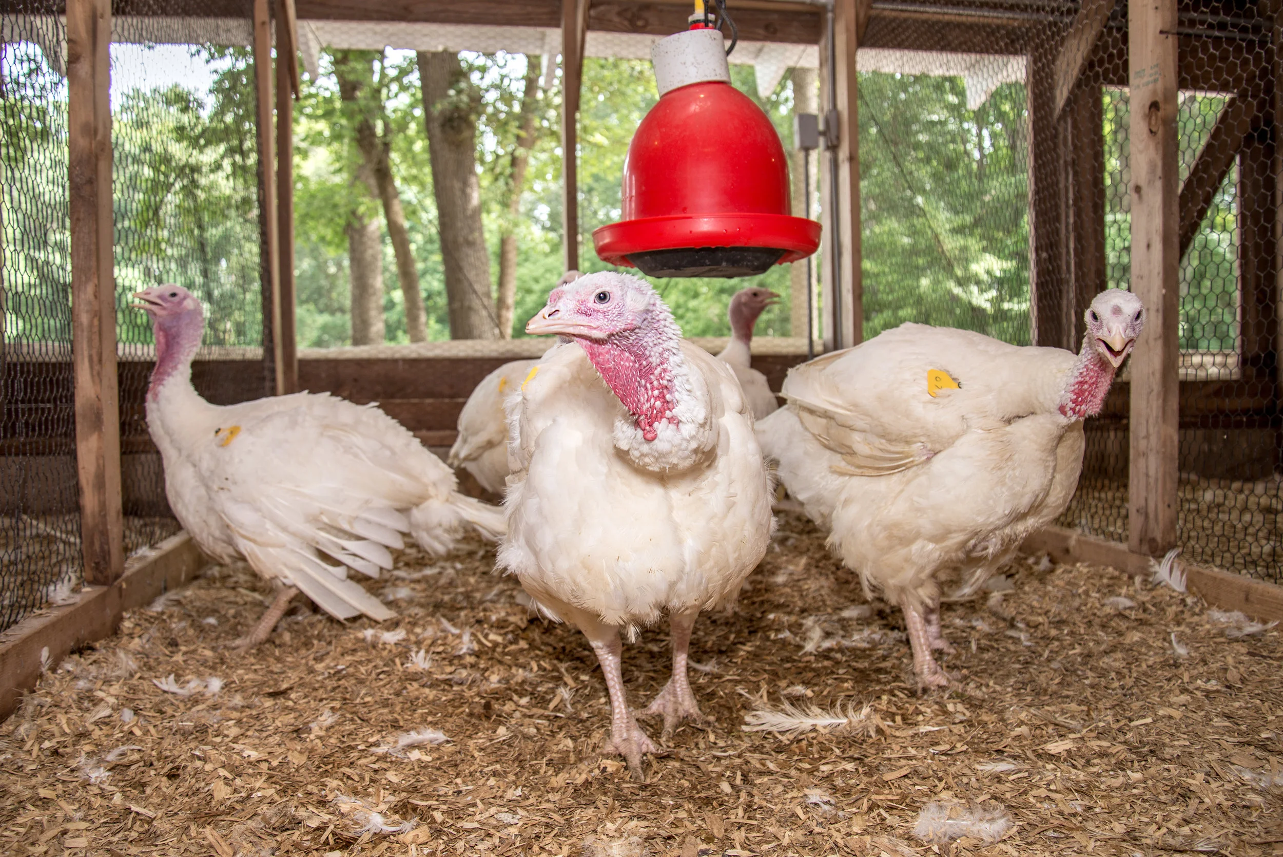 Turkey Enclosure