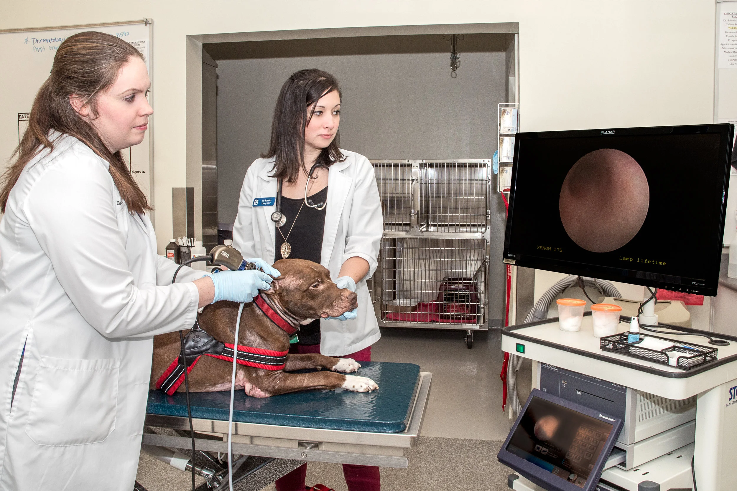 Dermatology Otoscopic Procedure