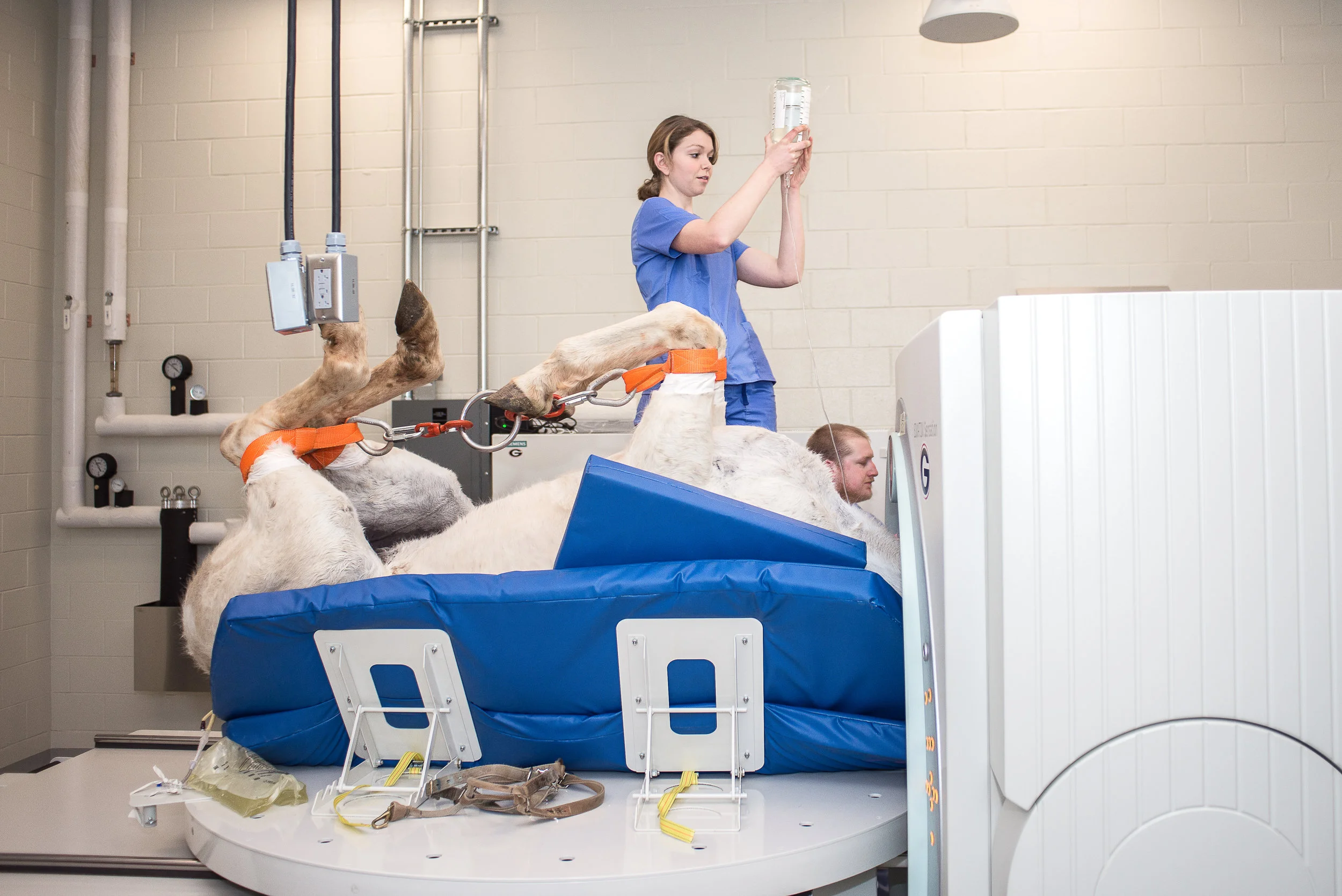 Equine CT Scan