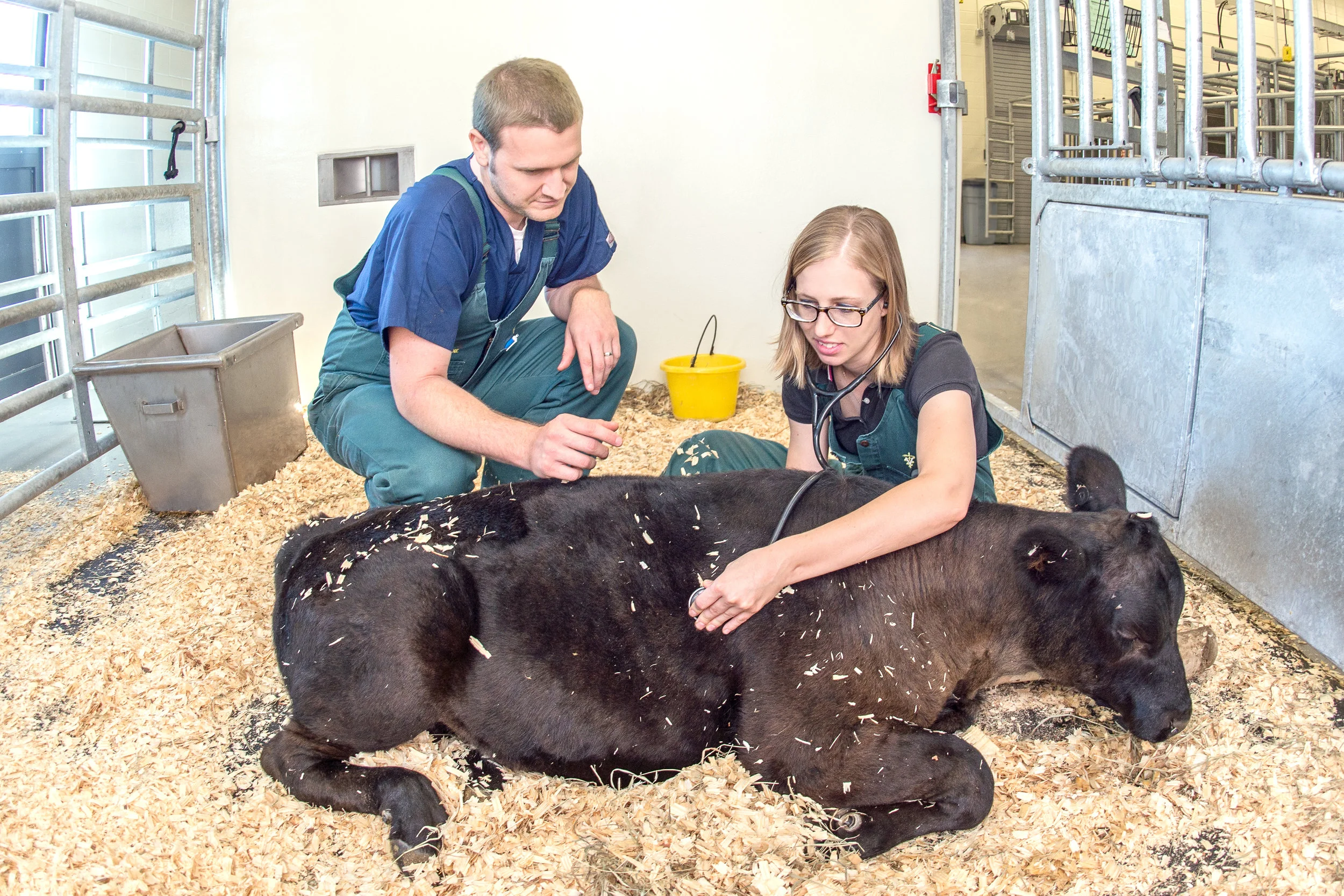 Bovine Wellness Exam