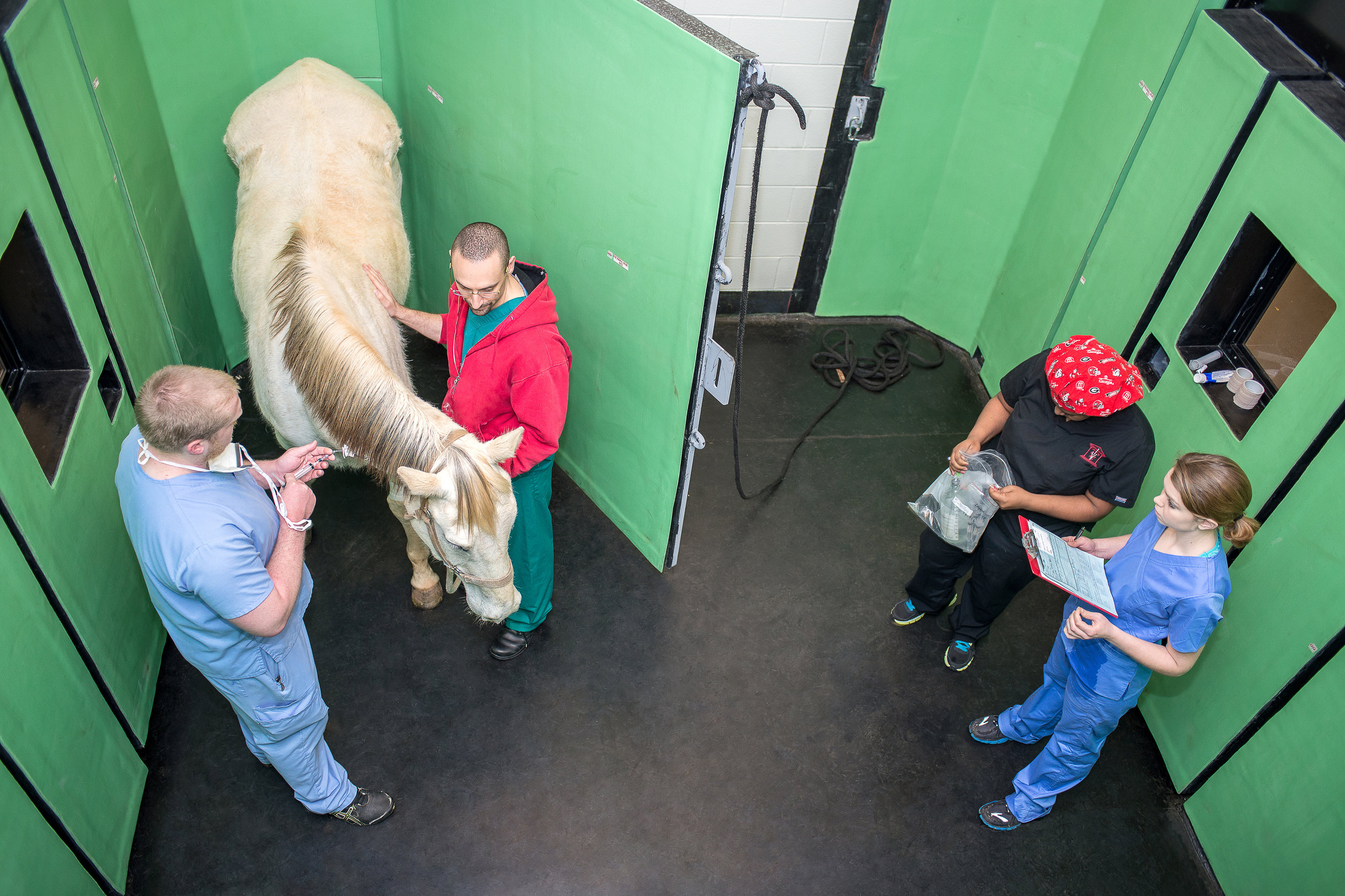 Equine Anesthesia Prep