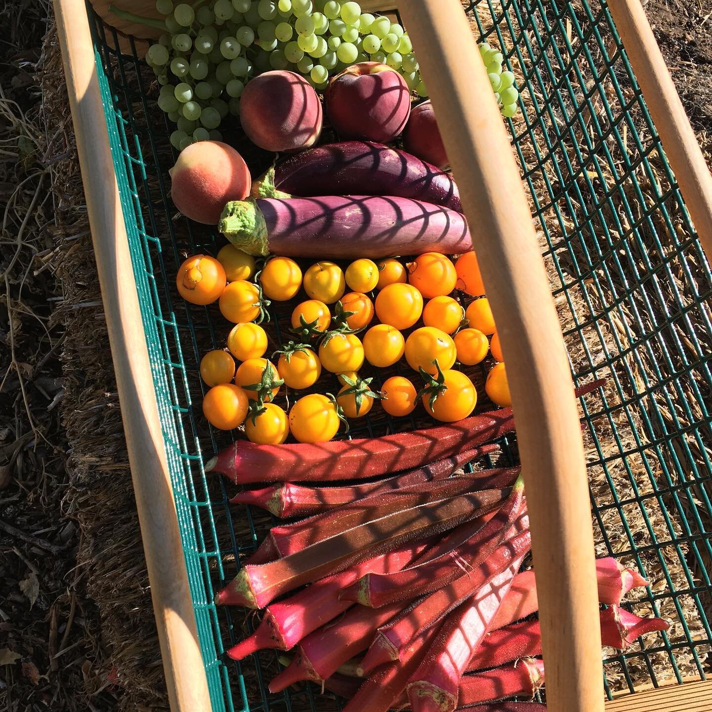 Colorful morning harvest 🌈
.
.
#morningsinthegarden #harvesttime #gardengrocerystore #growyourownfood #letfoodbethymedicine #eattherainbow