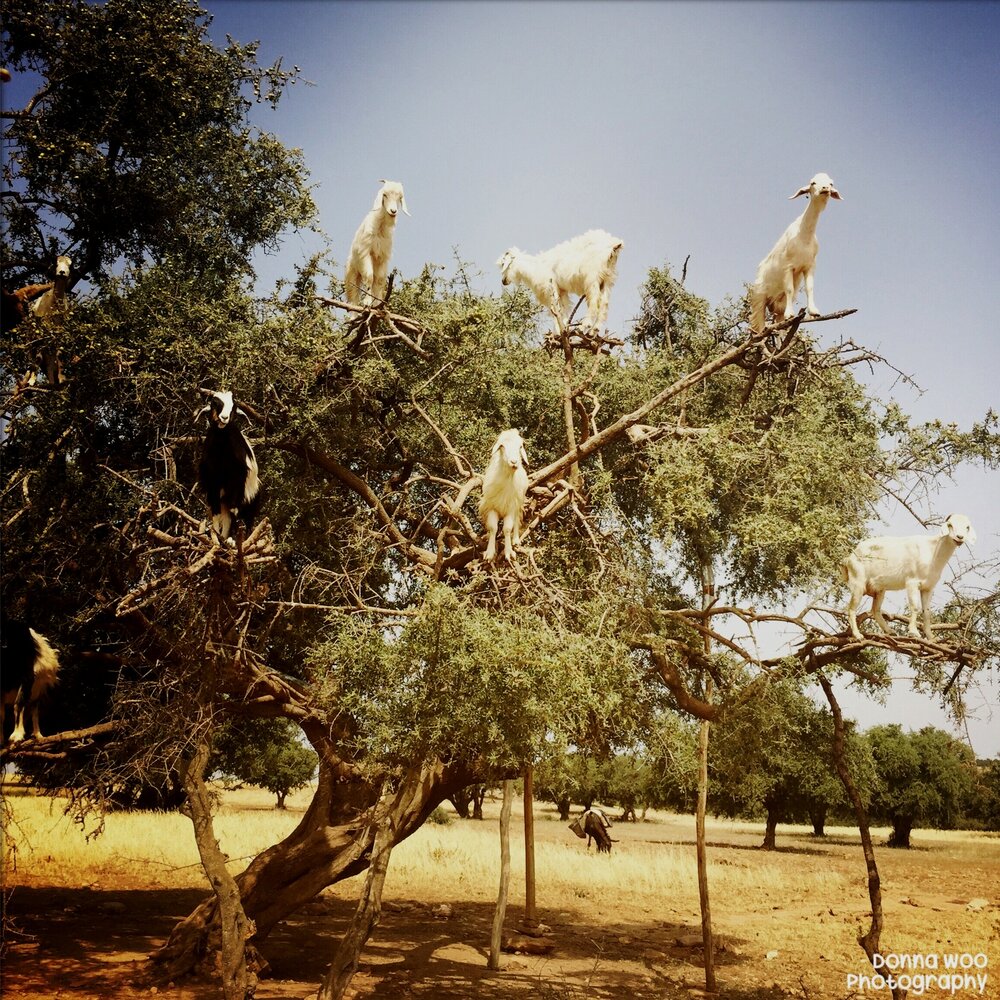  Goats in a tree!  May 2015.  Somewhere in western Morocco 