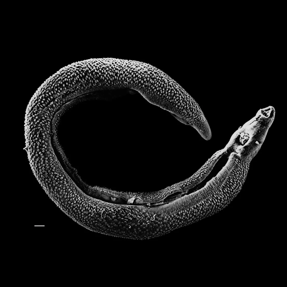 The Sweet Taste of Open Science