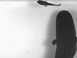 How an Electric Eel's Shock Works