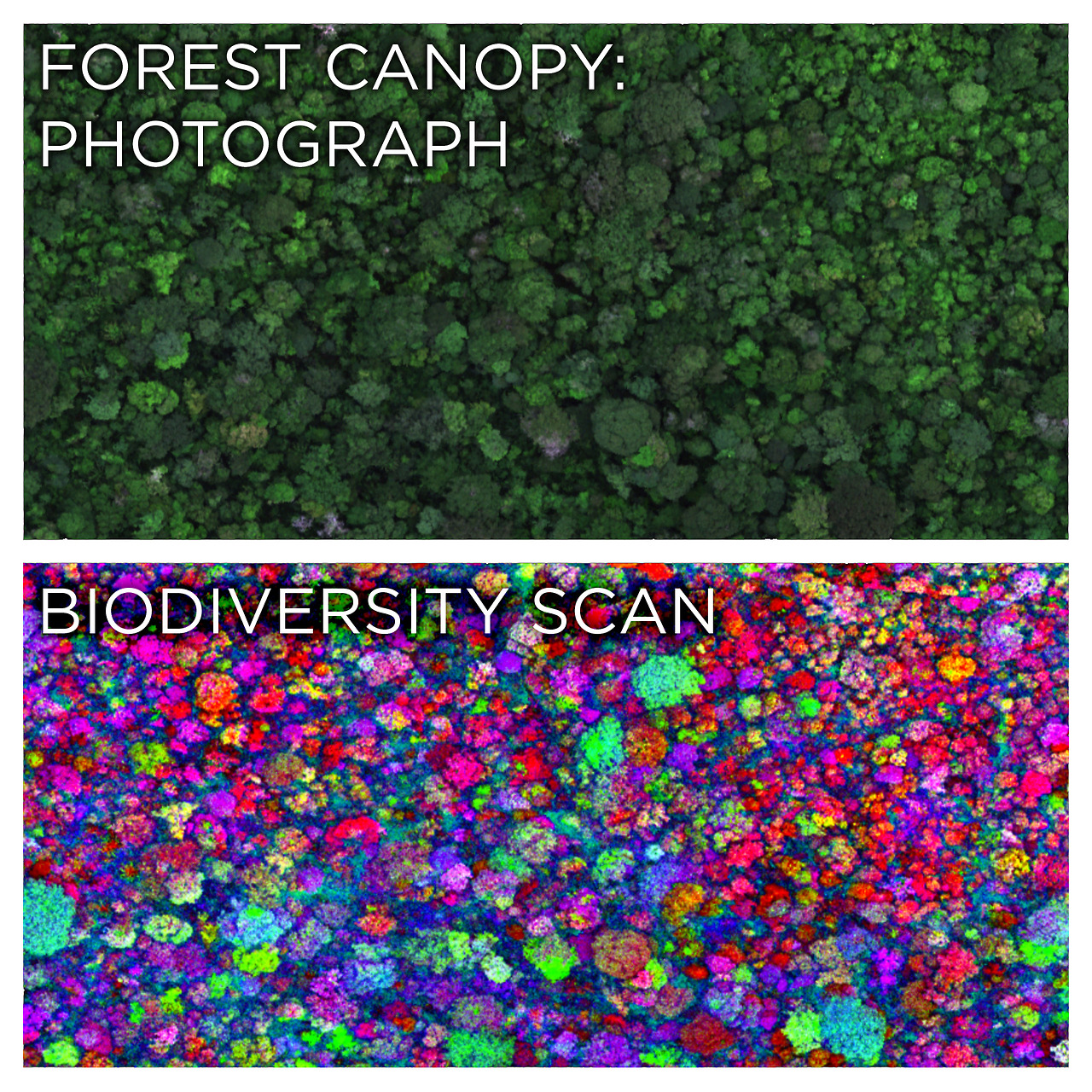 Seeing forest biodiversity...with lasers