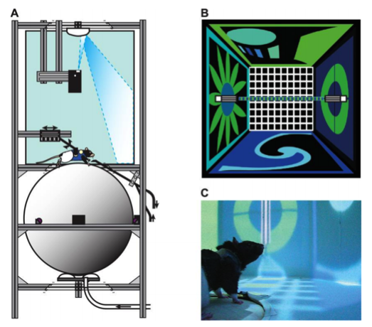 Source: Ravassard P, Kees A, Willers B, et al. Multisensory control of hippocampal spatiotemporal selectivity. Science . 2013;340(6138):1342-6.