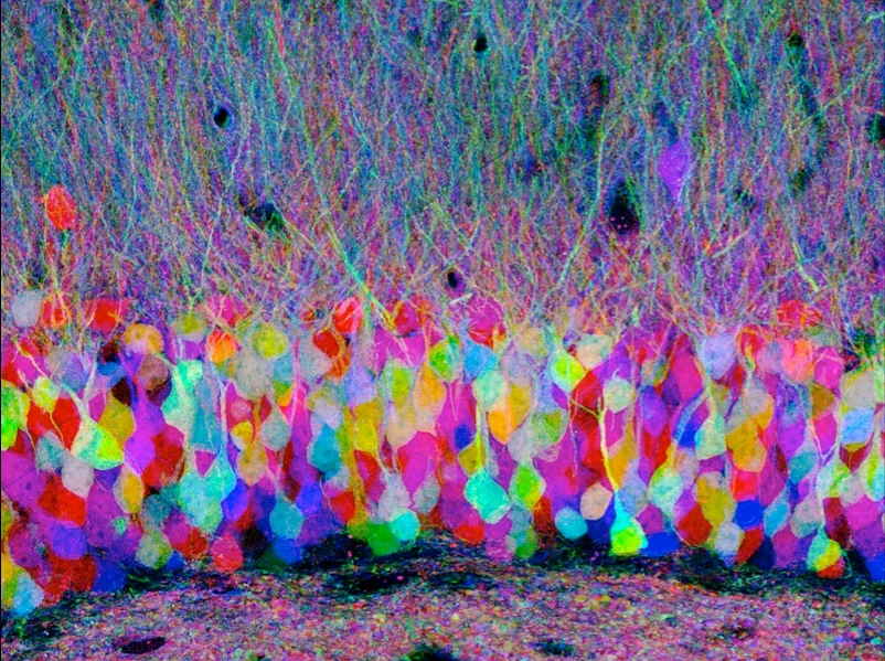 Optogenetics: Illuminating the mysteries of the brain