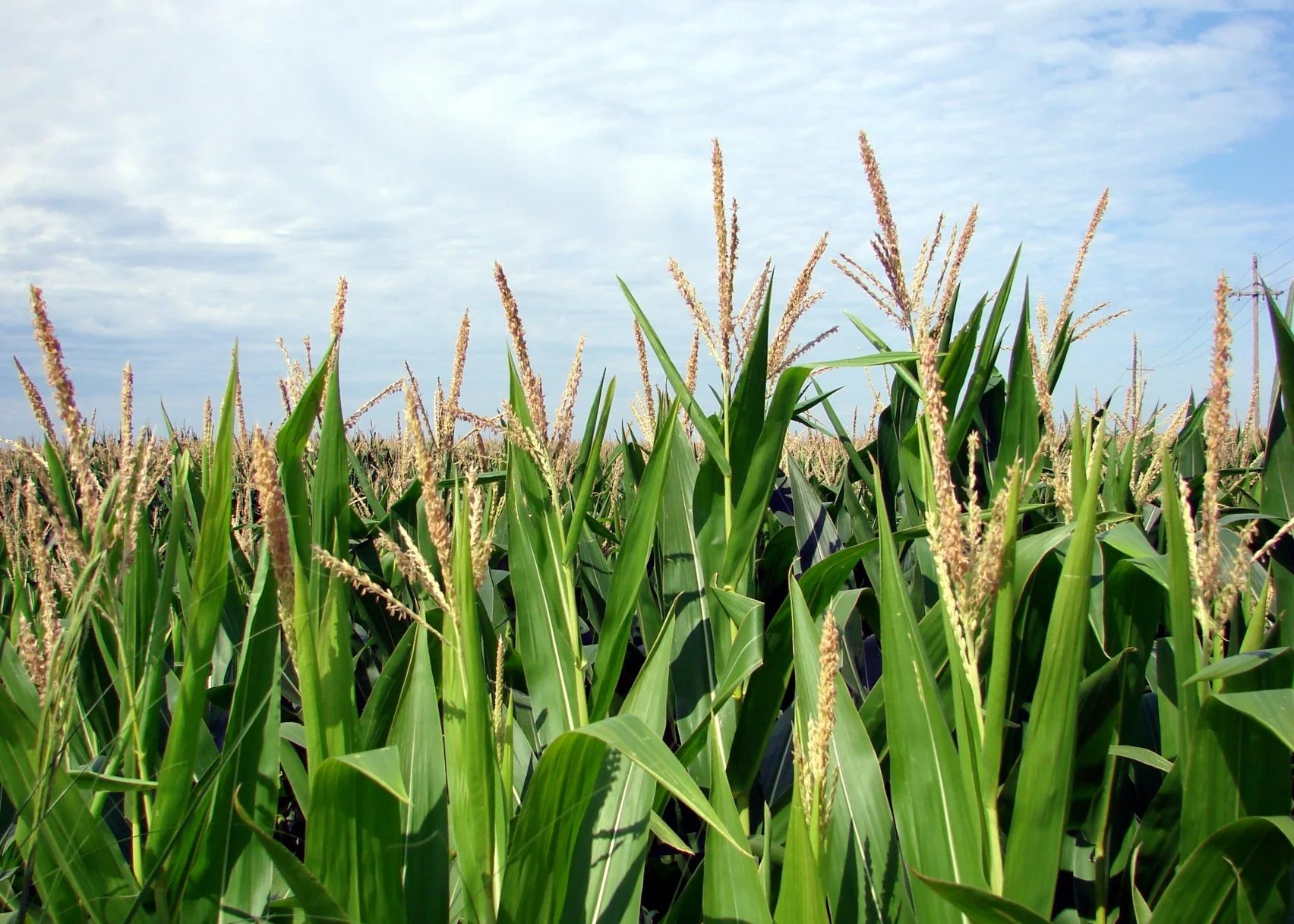 Above the fruited plain: GMOs in perspective