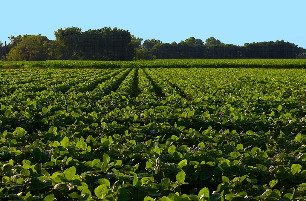 An Arkansas soybean field. Photo: Flickr Creative Commons