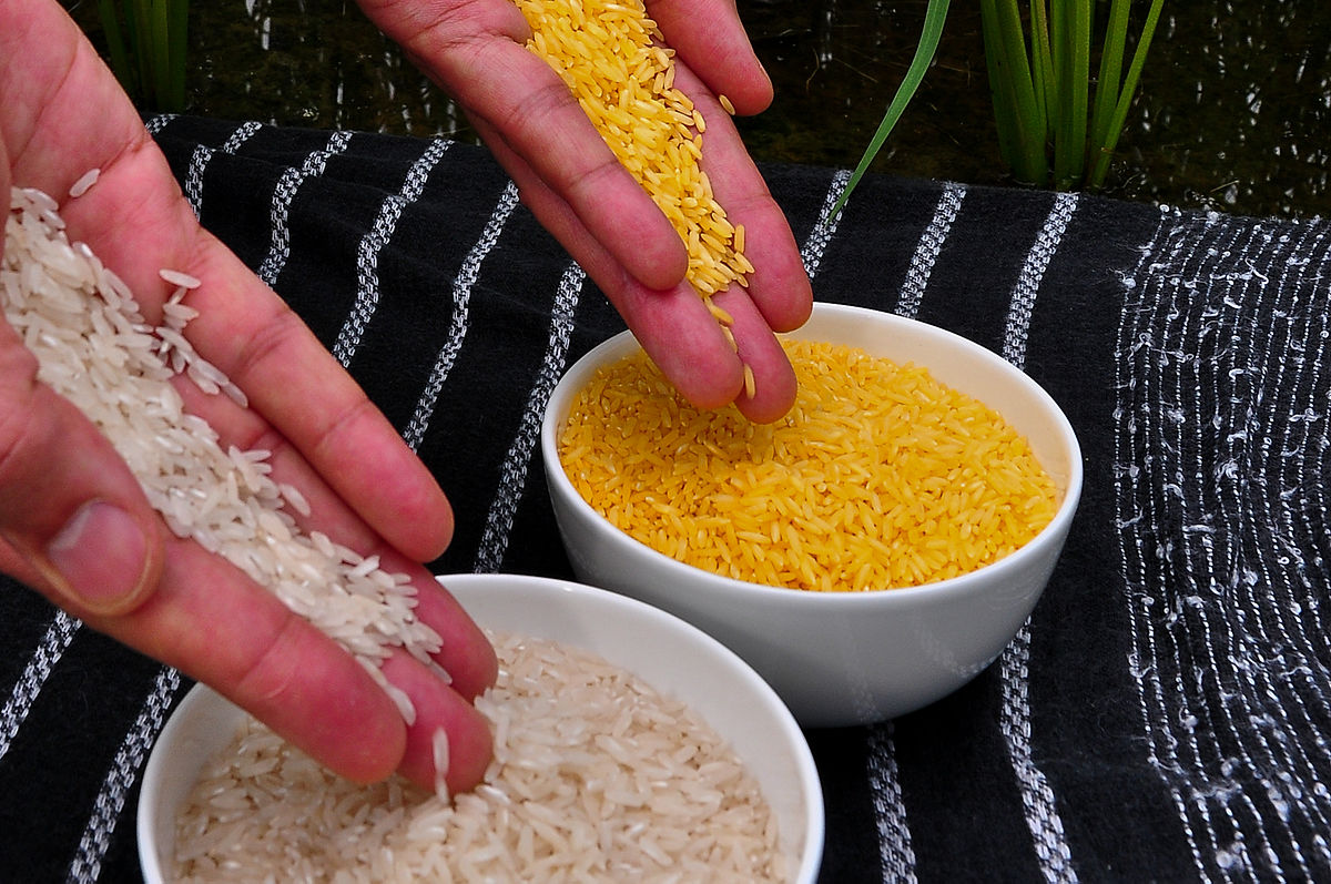 White vs Golden Rice. Photo: Wikipedia