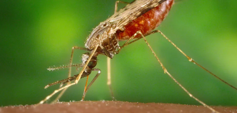 Parasites love climate change