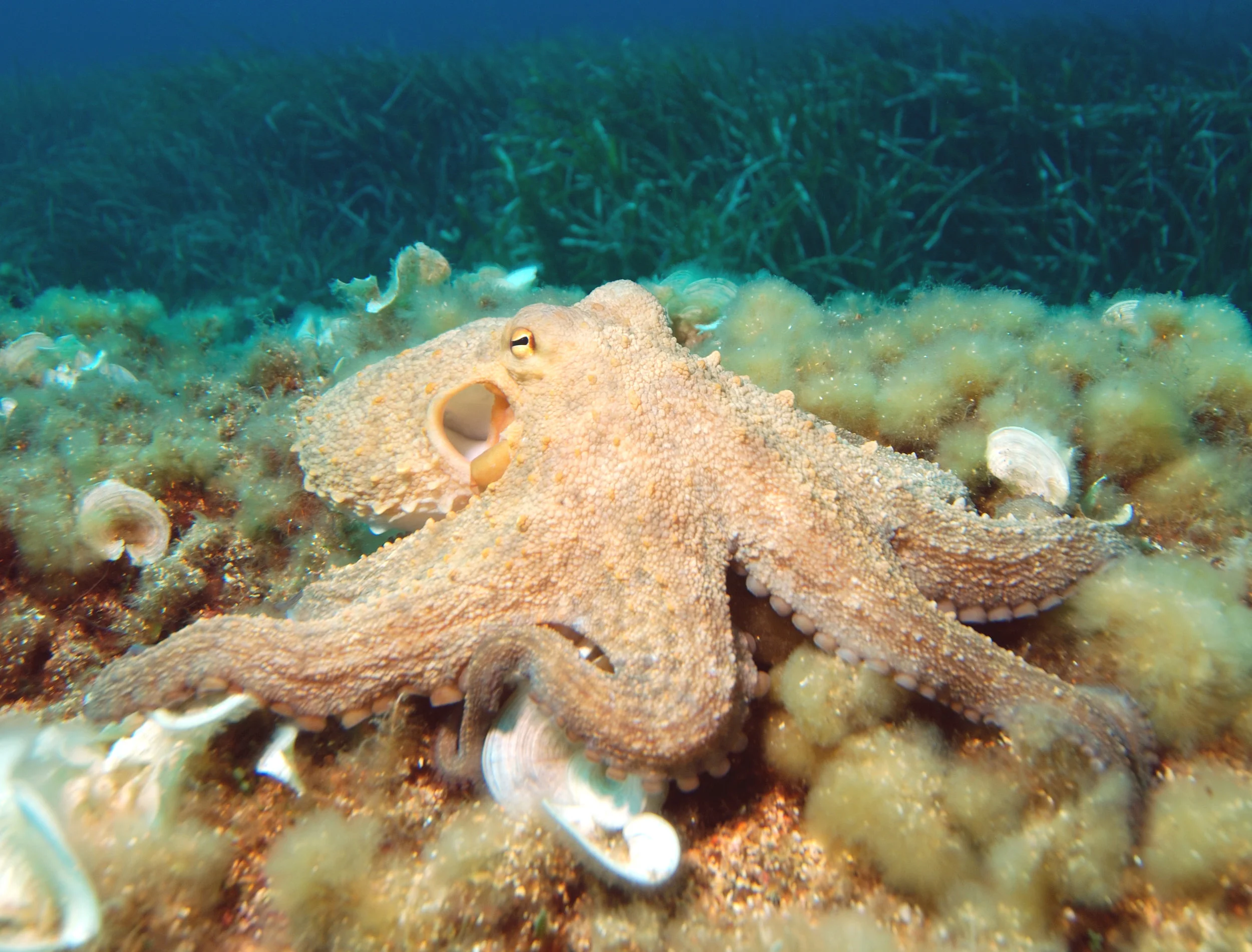 Defying Classification: Cephalopods in Research