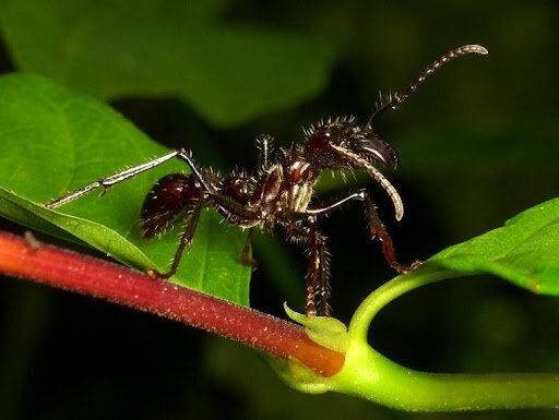 Painful Lessons from the Bullet Ant