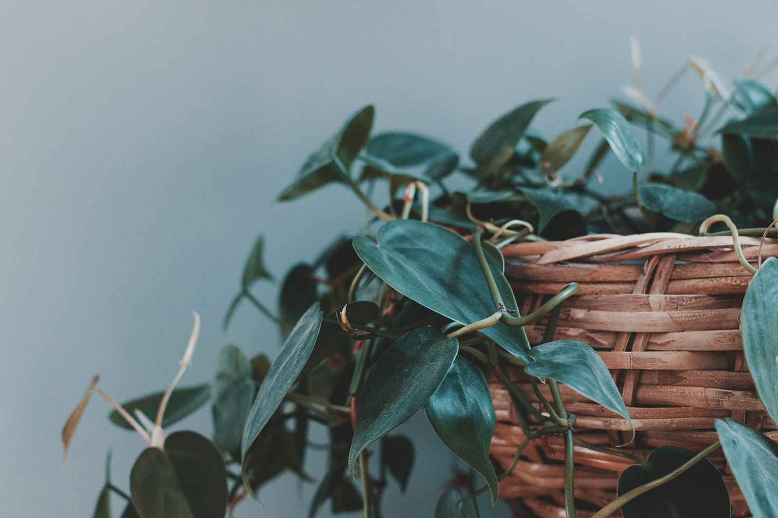 Do Houseplants Cure My Air?