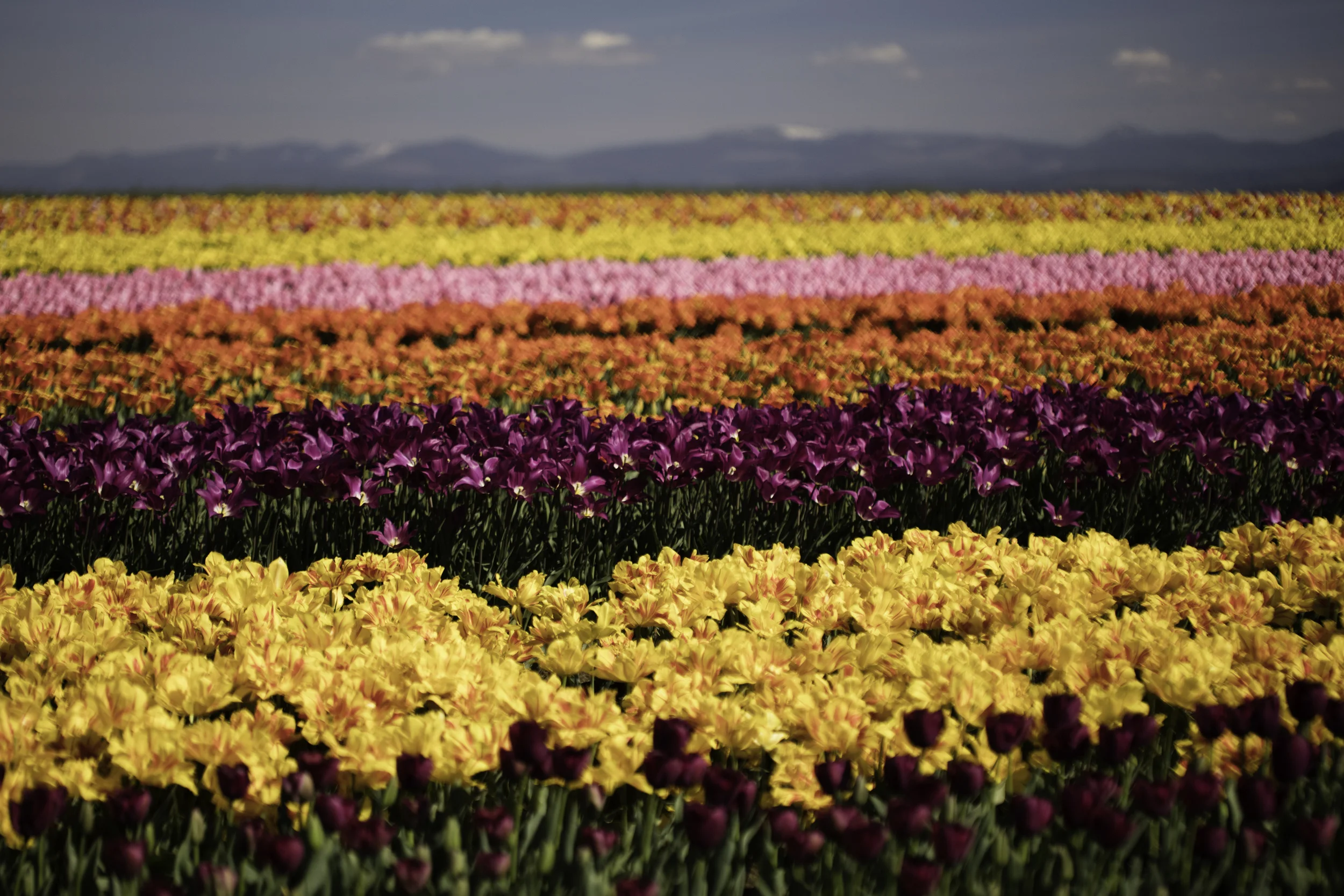 tulip-1565.jpg
