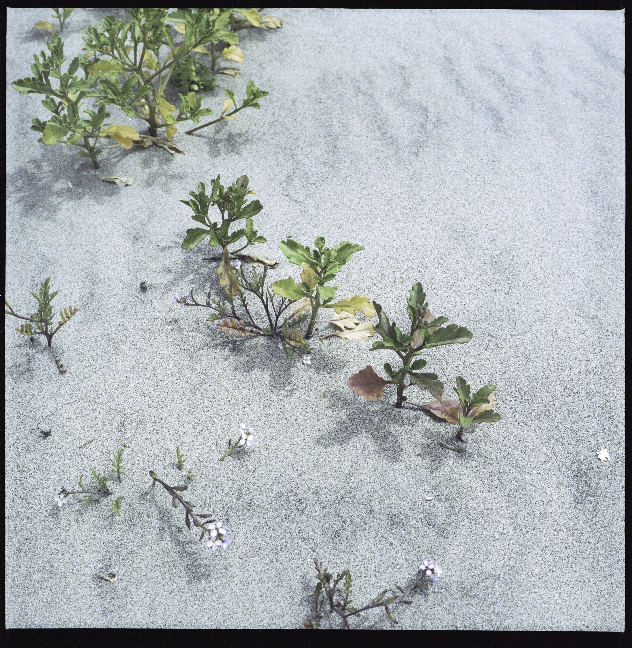 Portra160LCity006.jpg